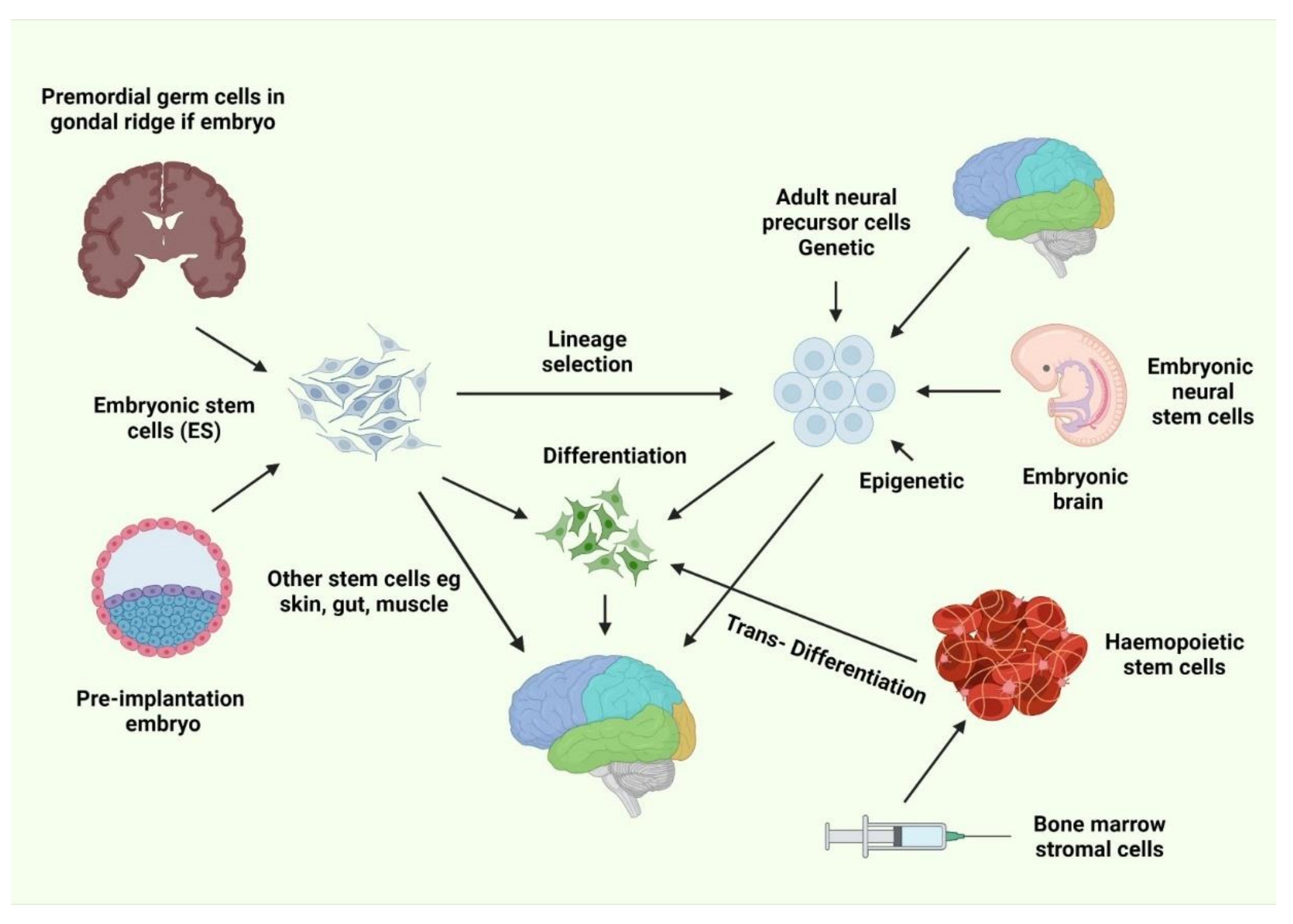 https://pub.mdpi-res.com/biology/biology-11-00147/article_deploy/html/images/biology-11-00147-g001.png?1644202035=&utm_source=chatgpt.com