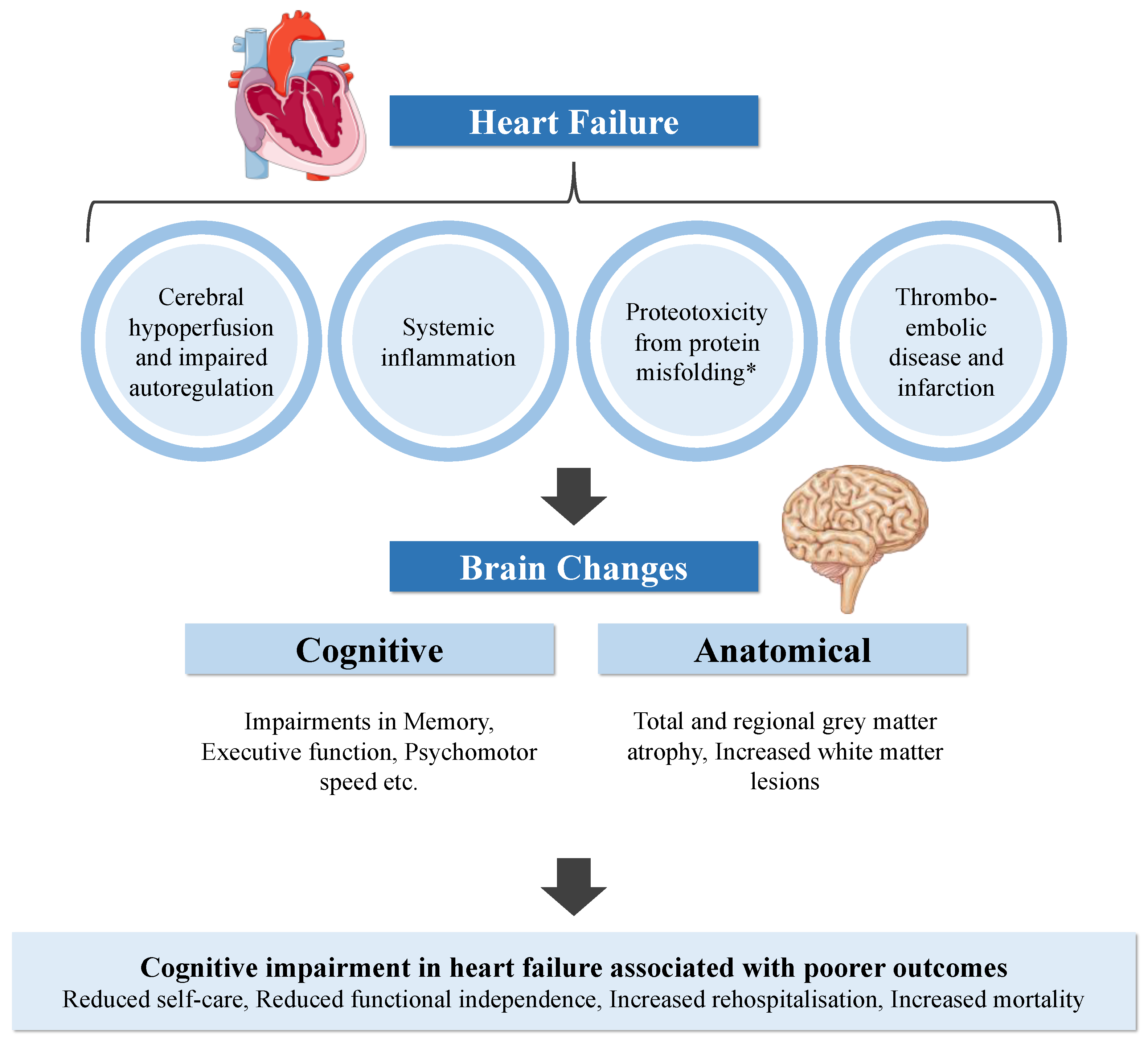 Biology | Free Full-Text | Cognitive Impairment in Heart