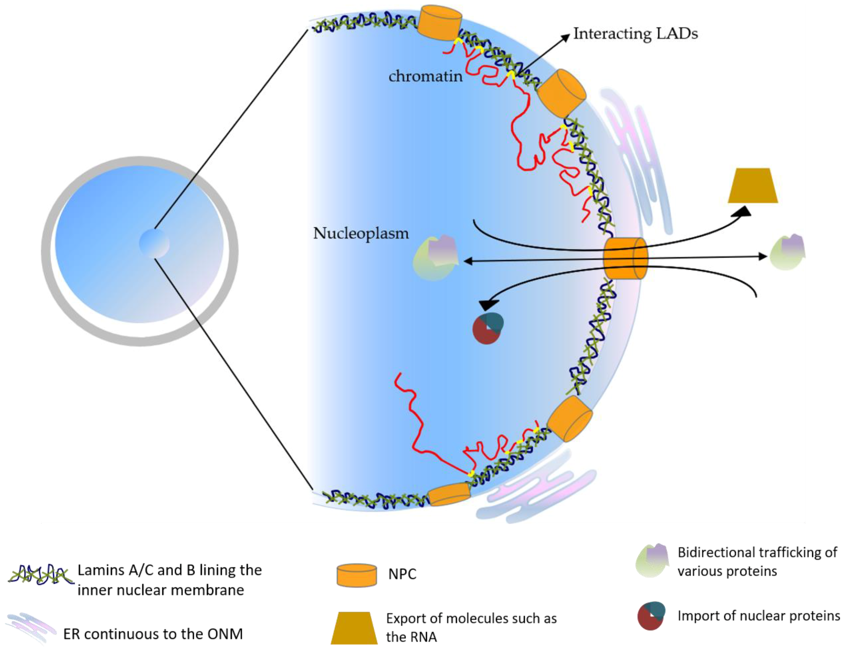 Biology | Free Full-Text | Nuclear Lamins: Key Proteins for Embryonic  Development