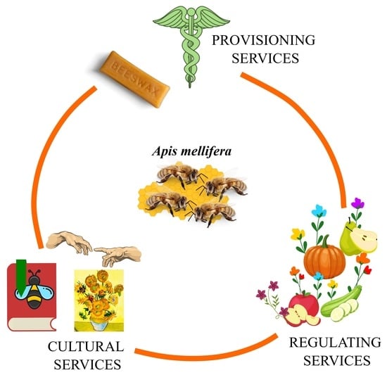 Biology | Free Full-Text | The Honey Bee Apis mellifera: An Insect at the  Interface between Human and Ecosystem Health