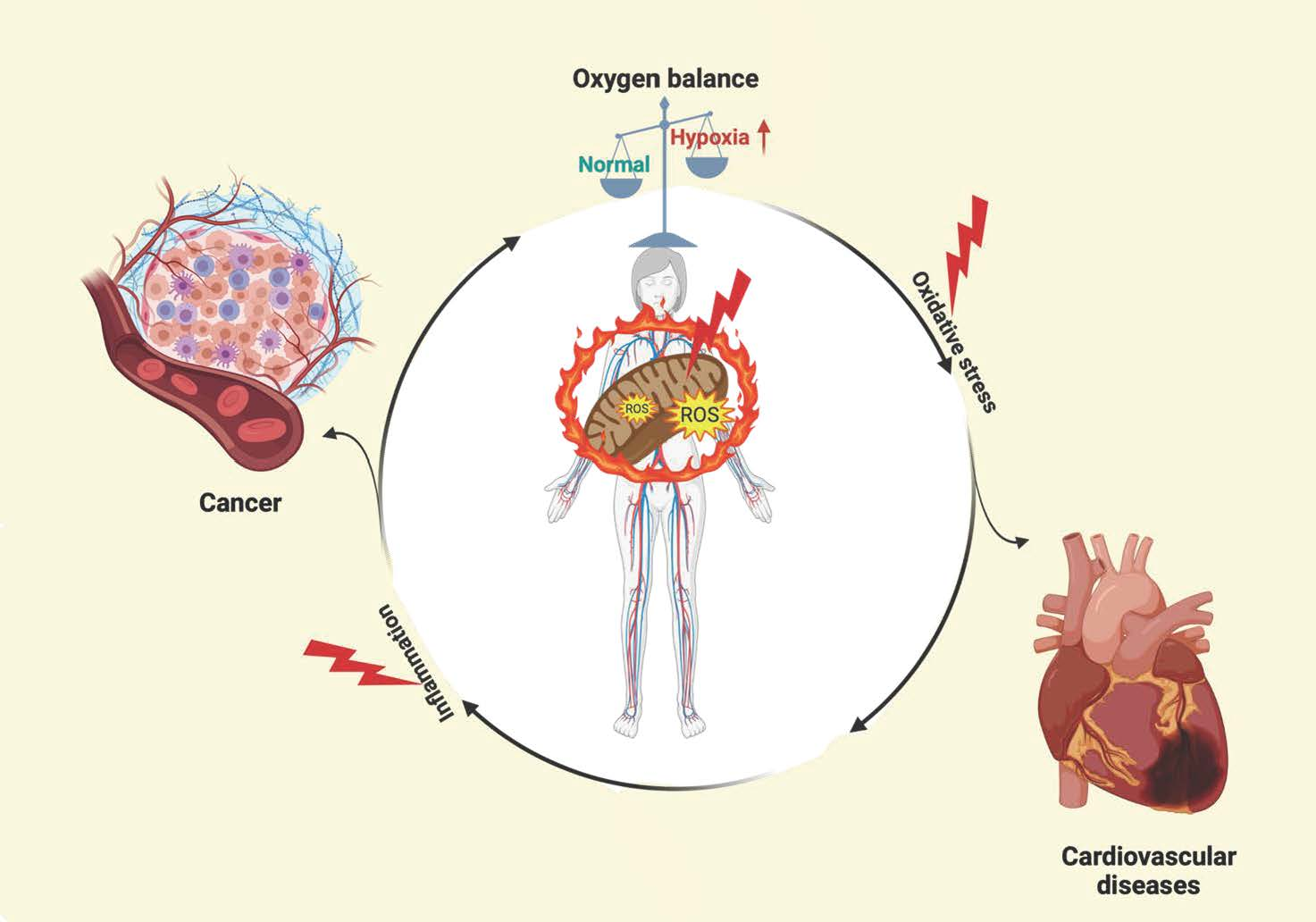 Biology Free Full-Text The Interplay of Hypoxia Signaling on Mitochondrial Dysfunction and Inflammation in Cardiovascular Diseases and Cancer From Molecular Mechanisms to Therapeutic Approaches pic