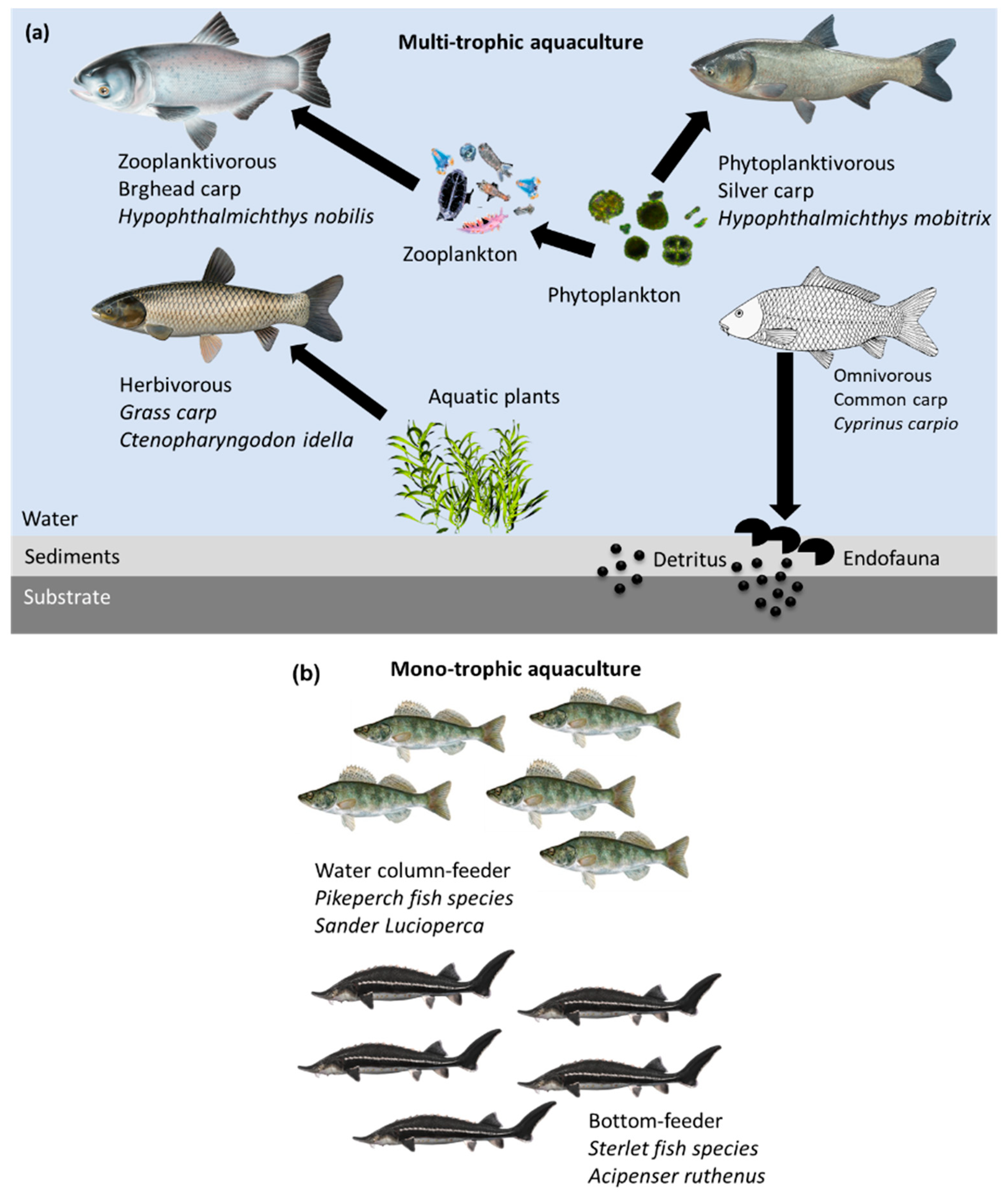 Biology | Free Full-Text | Advantage of Species Diversification to