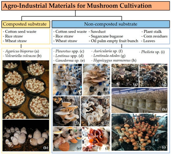 Rice-Straw Mushroom Production