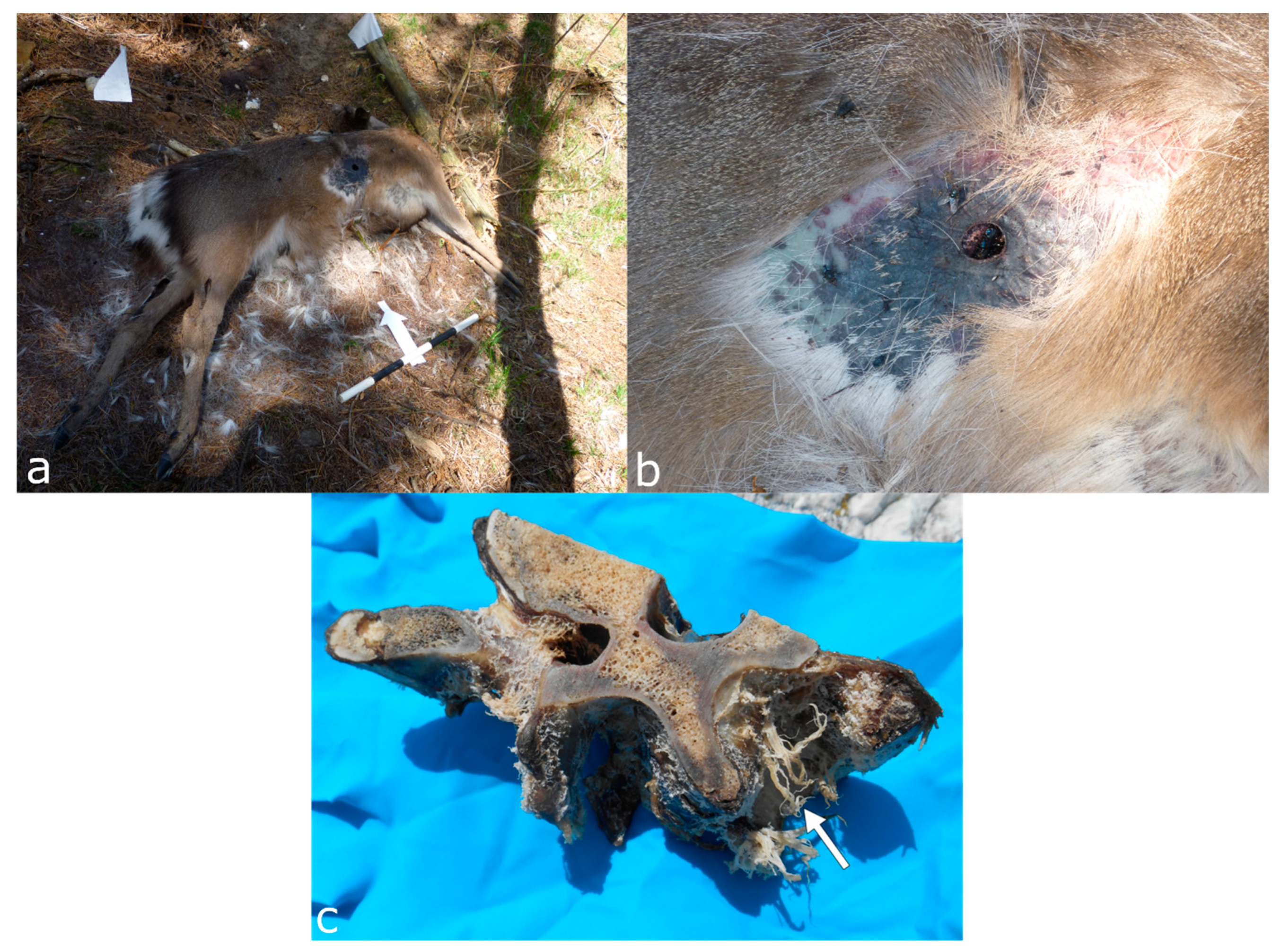 Biology | Free Full-Text | Uncovering Forensic Taphonomic Agents: Animal  Scavenging in the European Context
