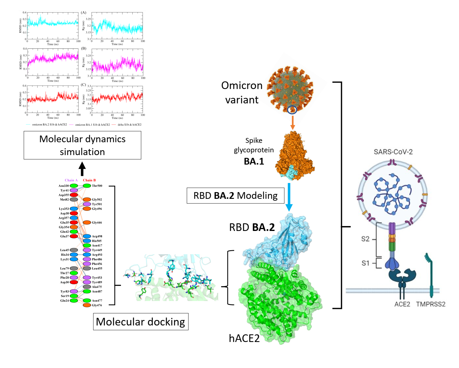 Molecular dynamic simulations reveal detailed spike-ACE2 interactions