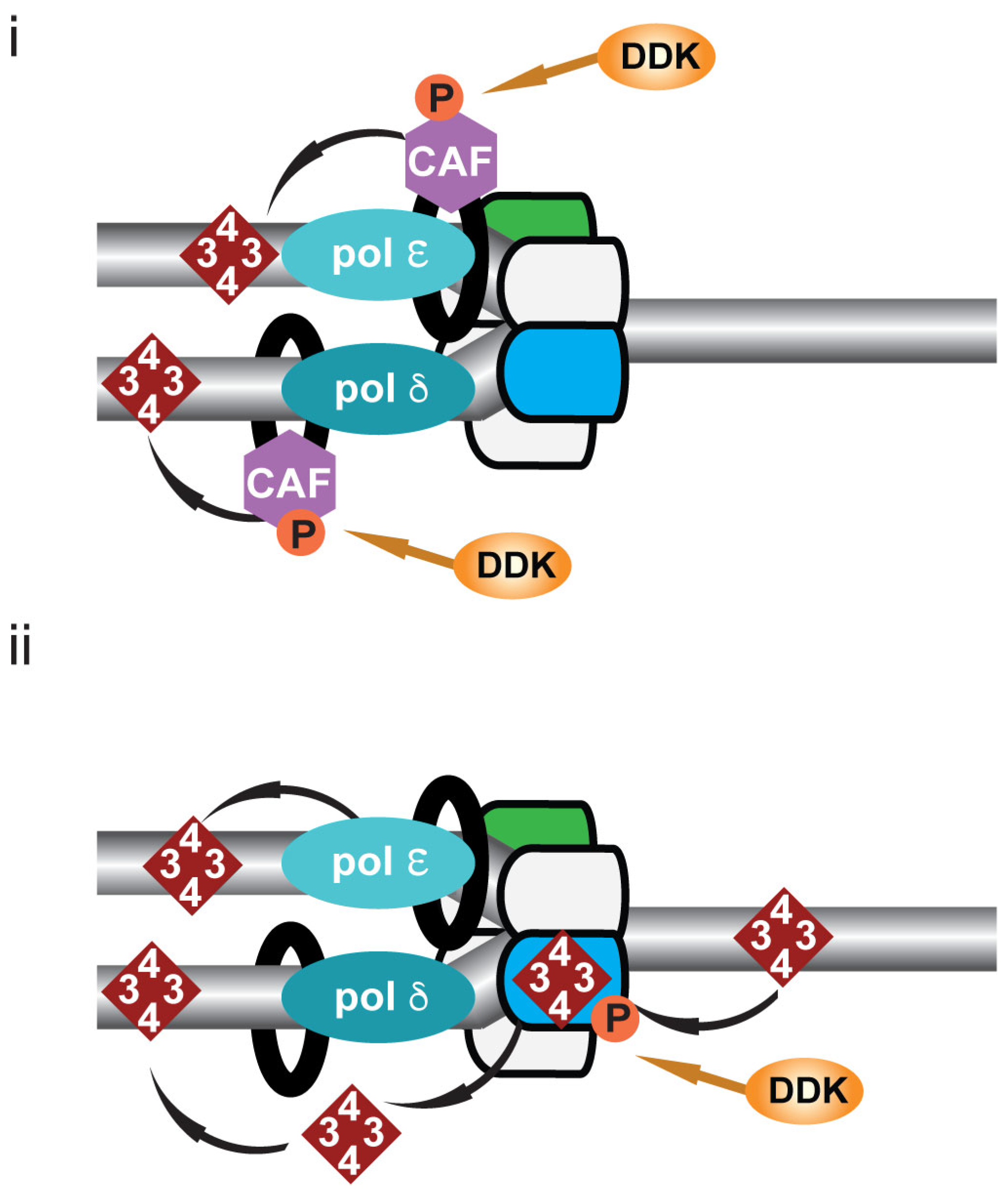 Biology | Free Full-Text | DDK: The Outsourced Kinase of Chromosome  Maintenance