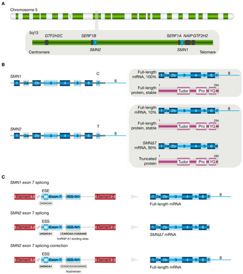 Molecular Pathogenesis and New Therapeutic Dimensions for Spinal ...