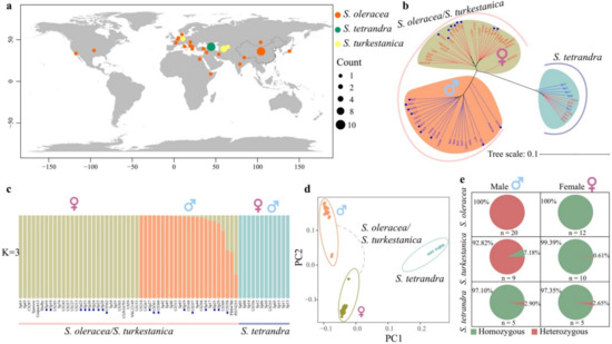 Remarkable Divergence of the Sex-Linked Region between Two Wild Spinach ...