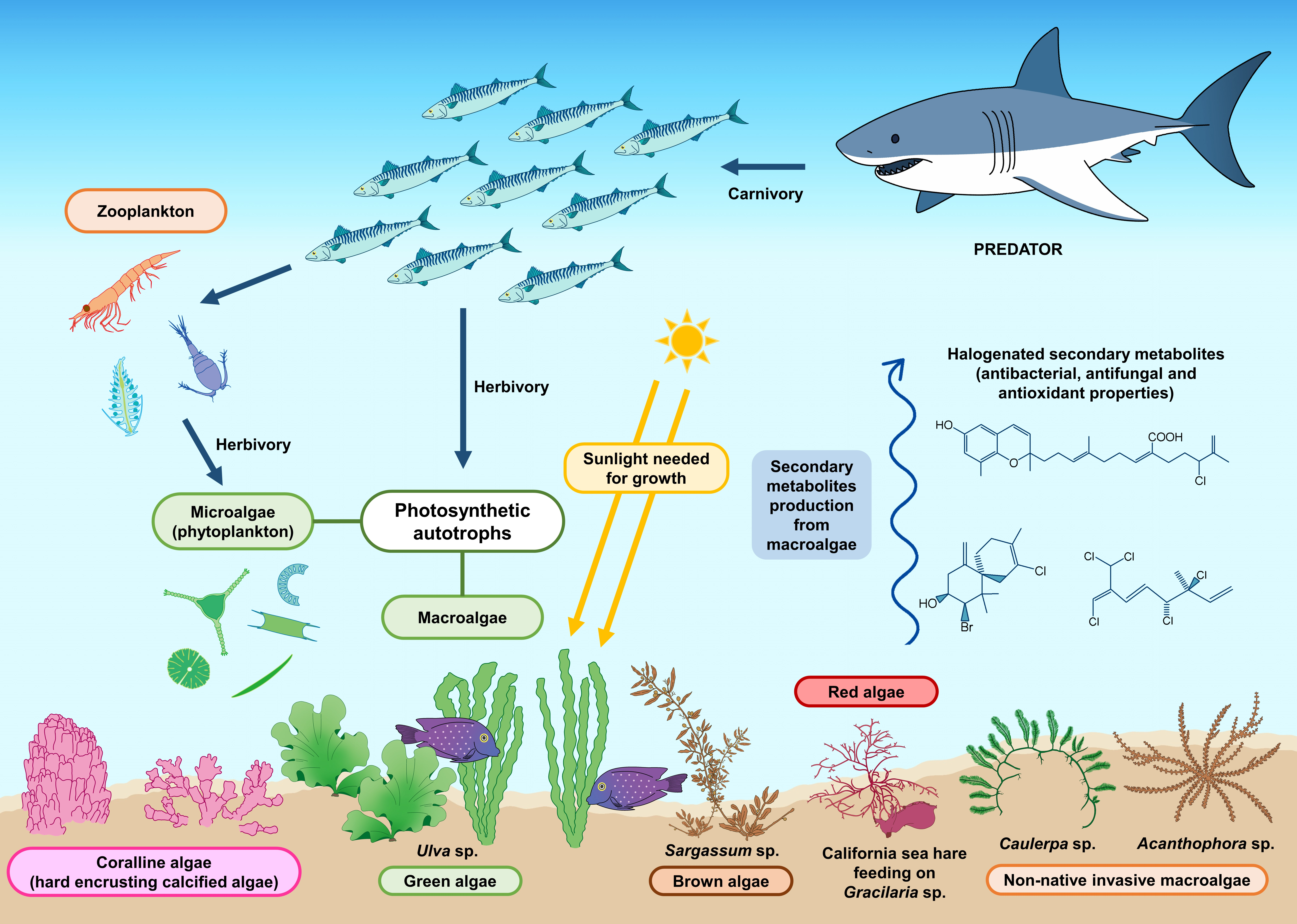 Biology | Free Full-Text | Marine Autotroph-Herbivore Synergies:  Unravelling the Roles of Macroalgae in Marine Ecosystem Dynamics