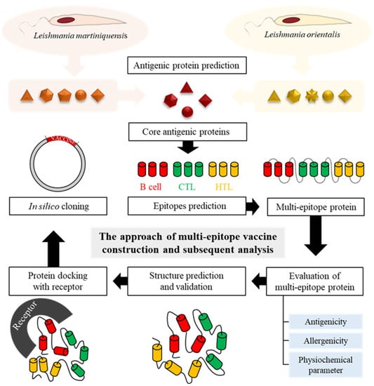 Biology | free full-text | design of a chimeric multi-epitope vaccine