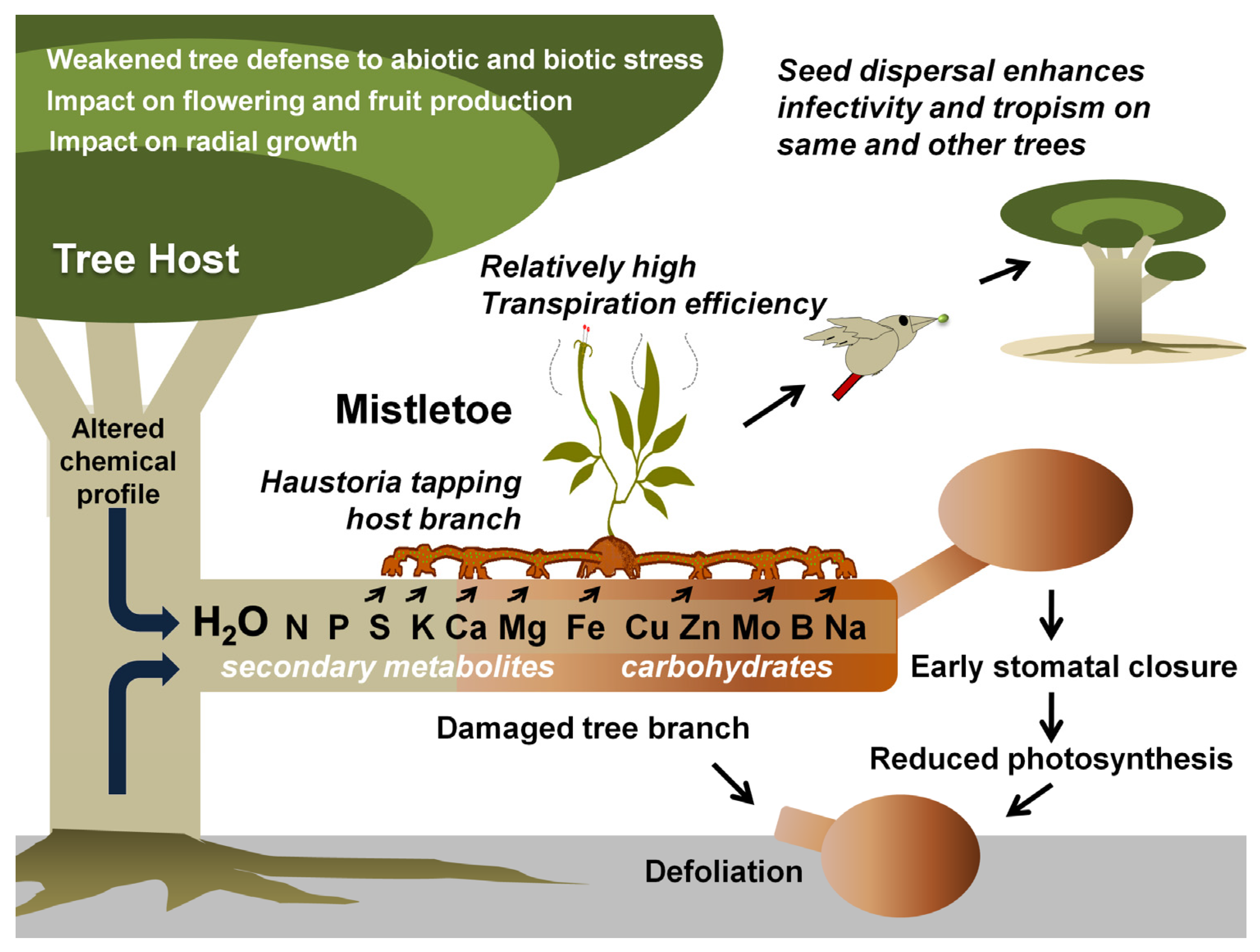 Biology   Free Full Text   Mitigating the Mistletoe Menace ...