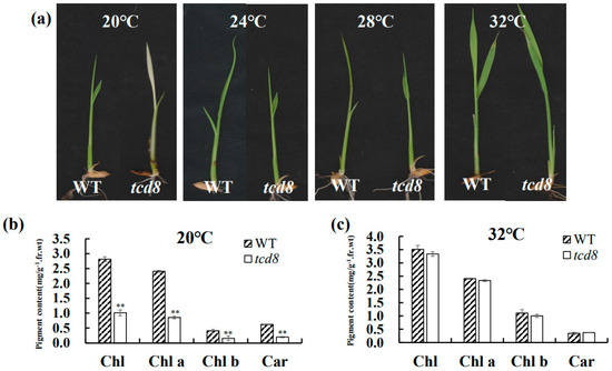 Rice TCD8 Encoding a Multi-Domain GTPase Is Crucial for Chloroplast Development of Early Leaf Stage at Low Temperatures