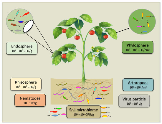 Biology | Free Full-Text | Plant Microbiome Engineering: Hopes Or Hypes