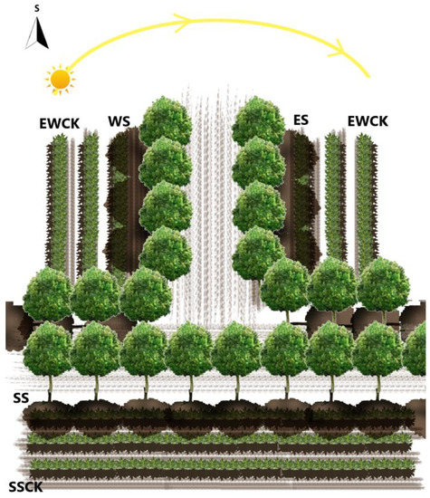 ペッパー Impacts of Ecological Shading by Roadside Trees on Tea