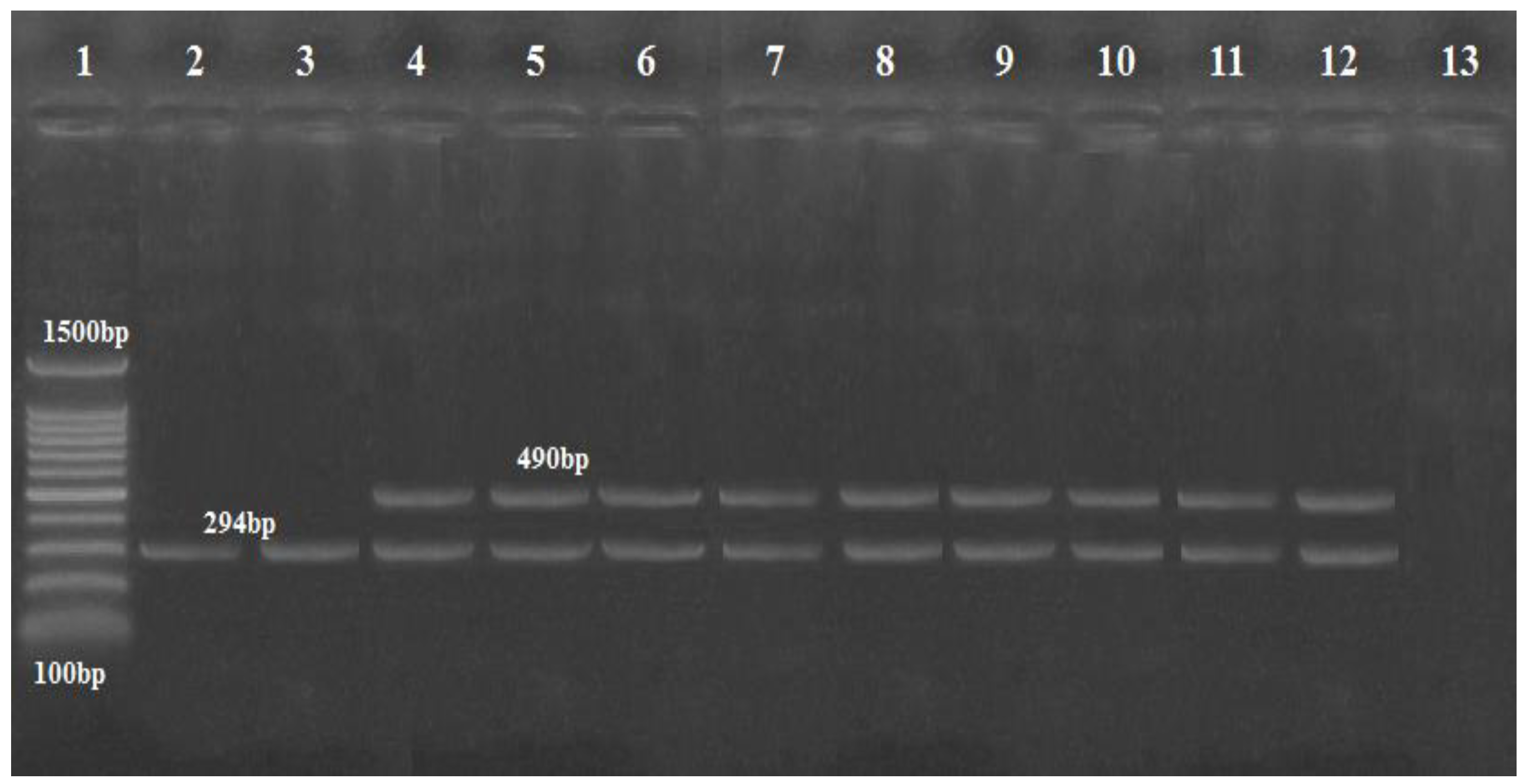 Biology Free Full-Text Characterization of Acinetobacter baumannii Isolated from Raw Milk pic