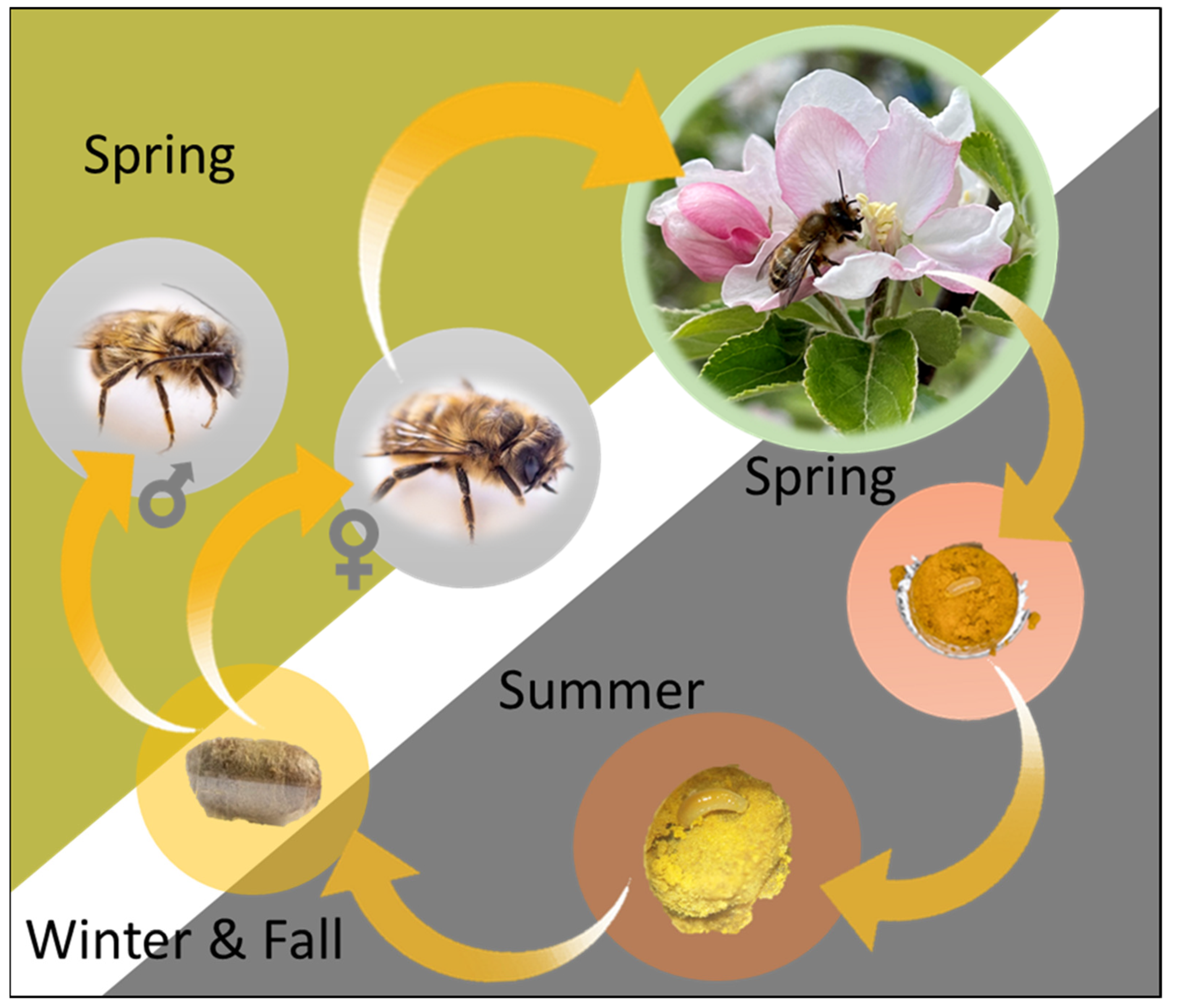 Natural History of Bumble Bees - SARE