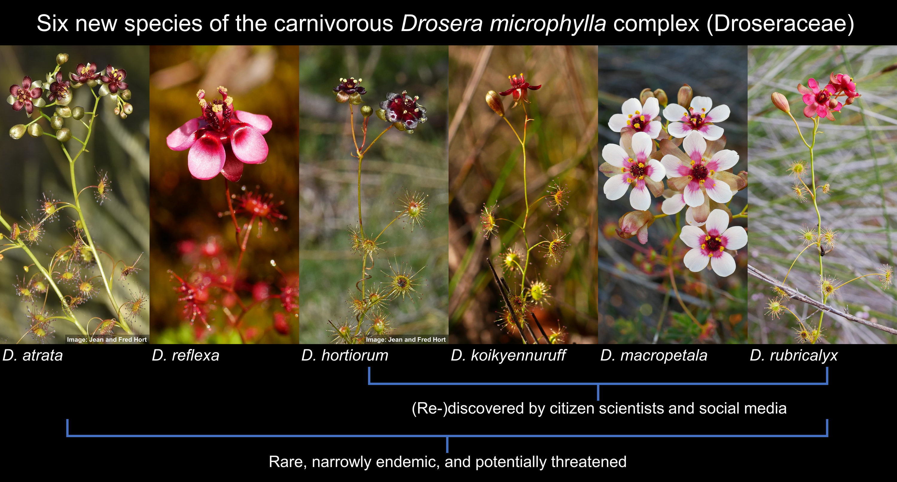 Biology Free Full-Text Small Leaves, Big Diversity Citizen Science and Taxonomic Revision Triples Species Number in the Carnivorous Drosera microphylla Complex (D