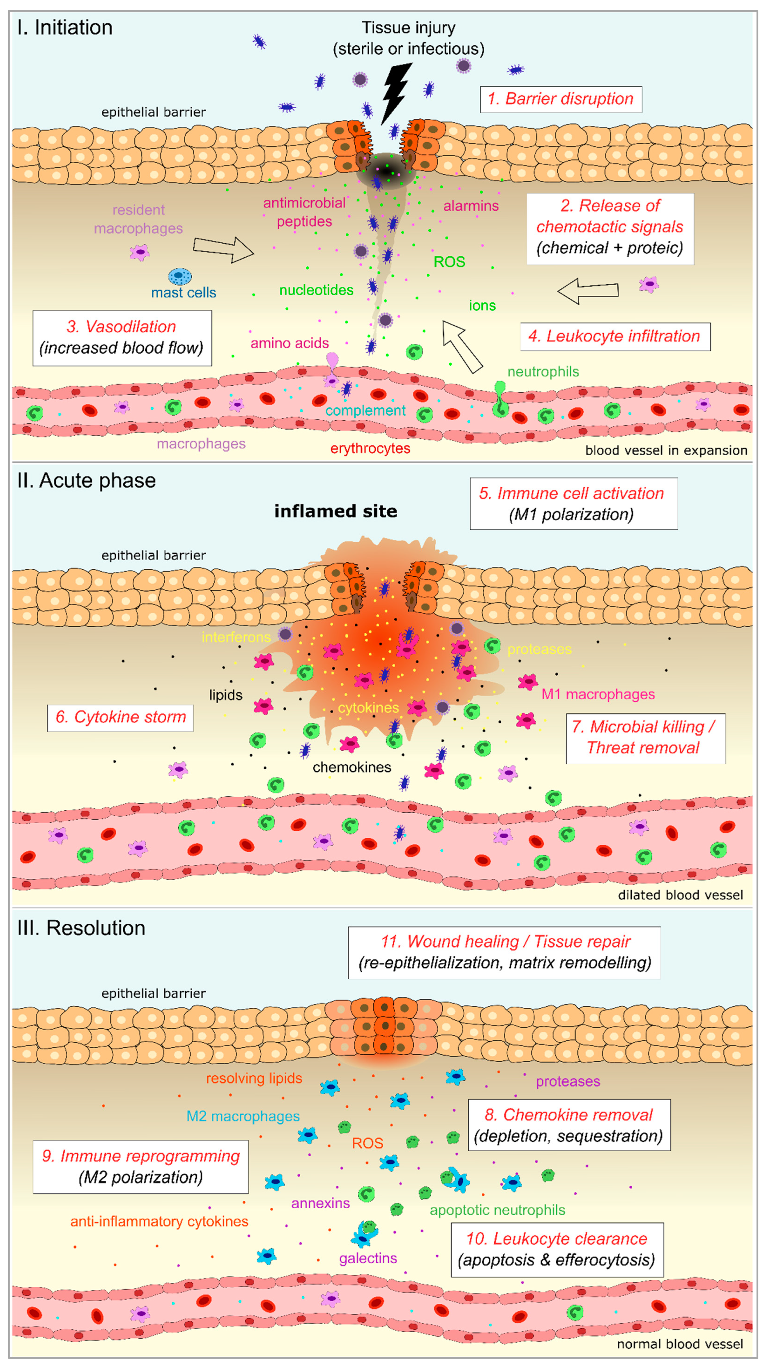 Biology | Free Full-Text | Molecular Actors of Inflammation and