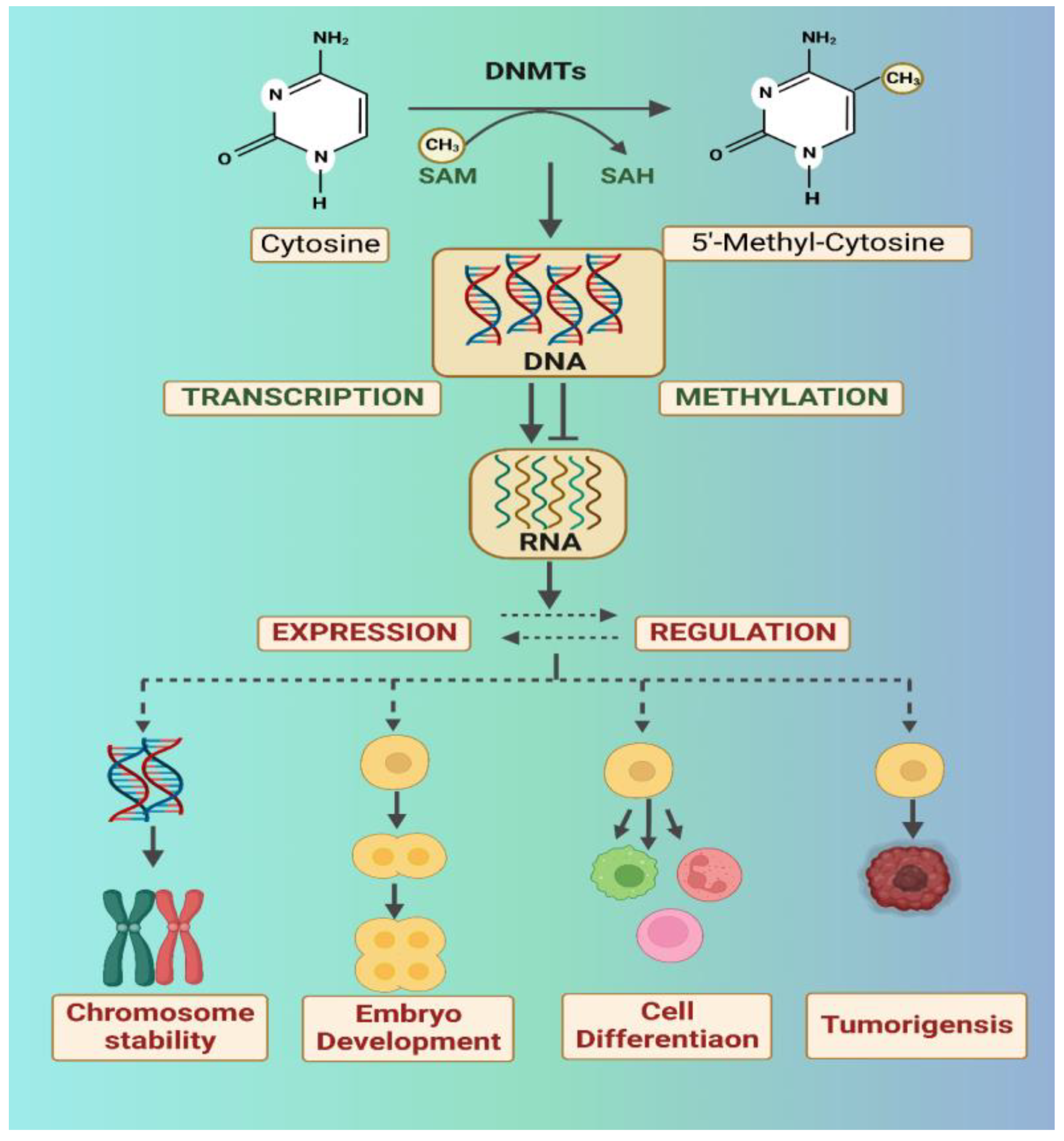 Biology Free Full-Text The Emerging Role of Epigenetics in Metabolism  and Endocrinology