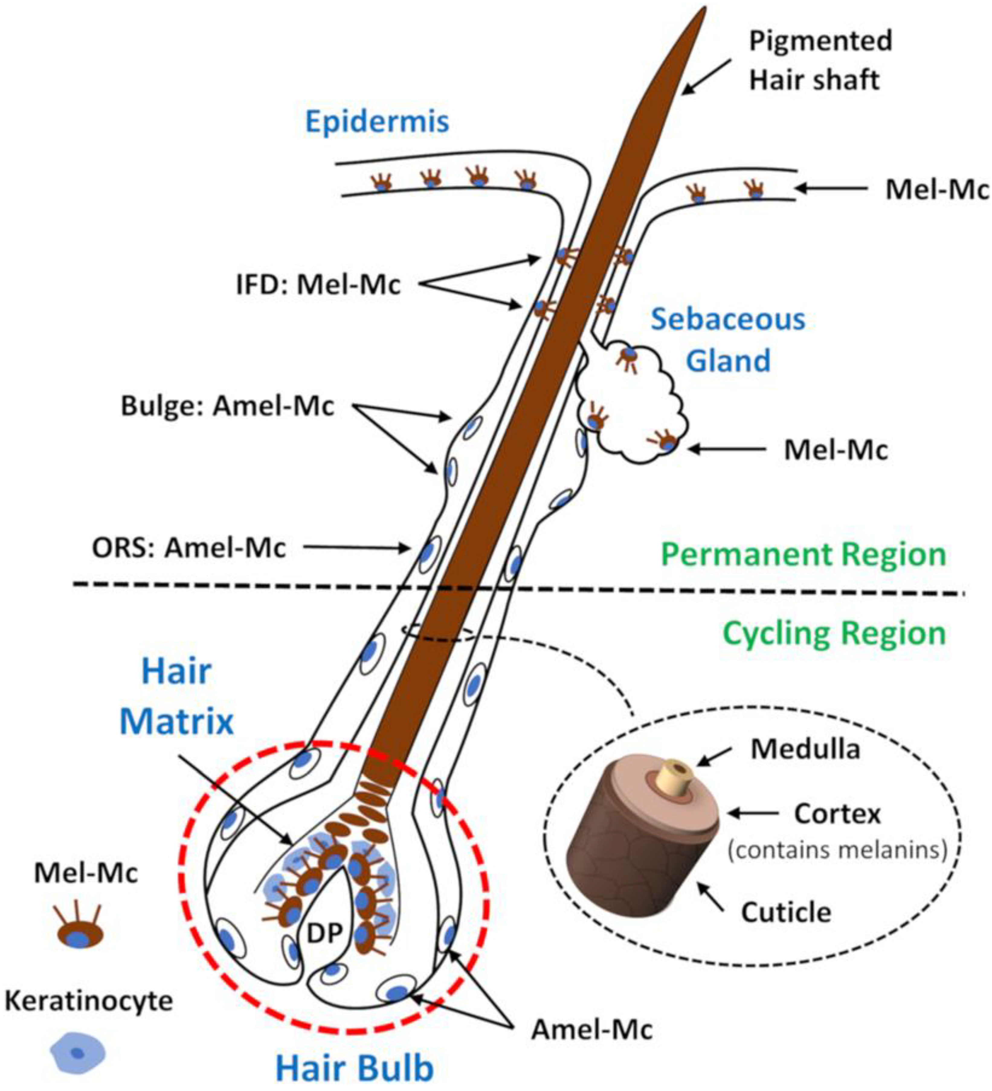 Biology Free Full-Text A Comprehensive Review of Mammalian Pigmentation Paving the Way for Innovative Hair Colour-Changing Cosmetics