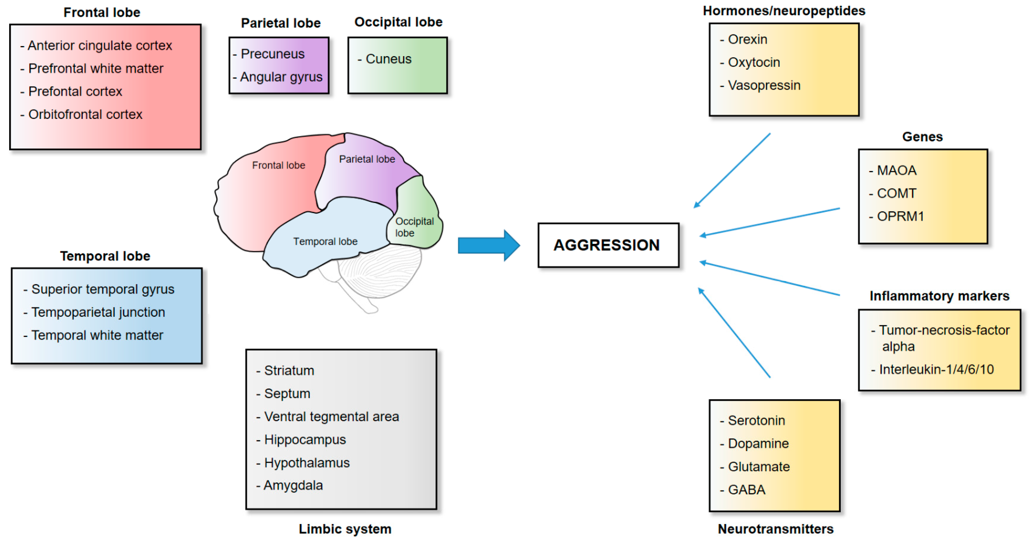 Biology Free Full-Text Neurobiology of Aggressionandmdash;Review of Recent Findings and Relationship with Alcohol and Trauma photo photo