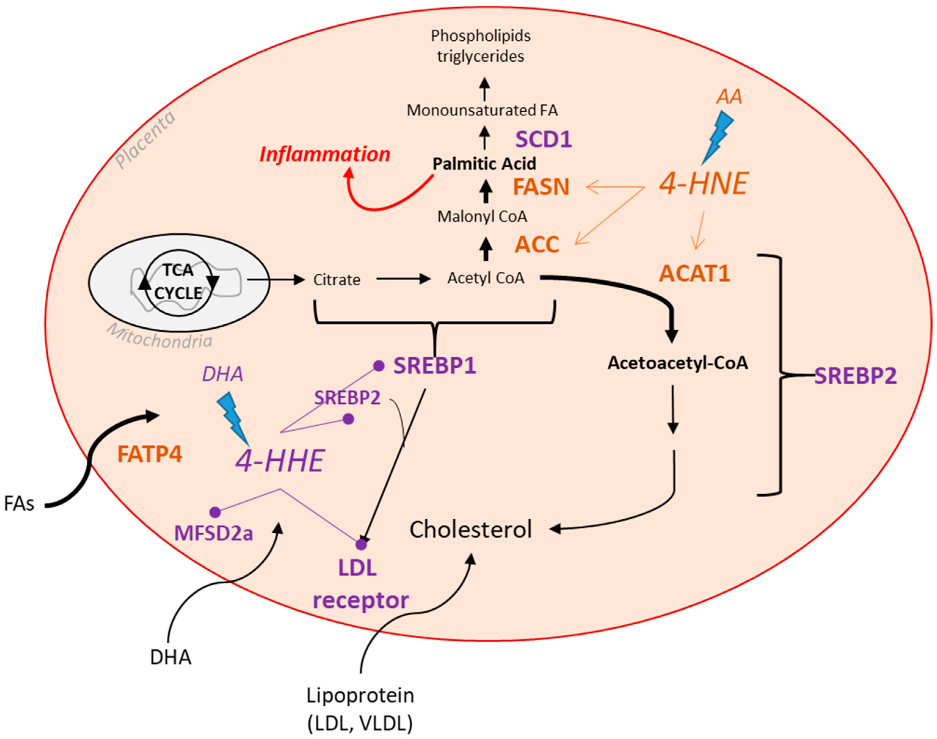 Lipid Aldehydes 4 Hydroxynonenal And 4 Hydroxyhexenal Exposure Lipid Aldehydes 4 Hydroxynonenal And 4 Hydroxyhexenal Exposure