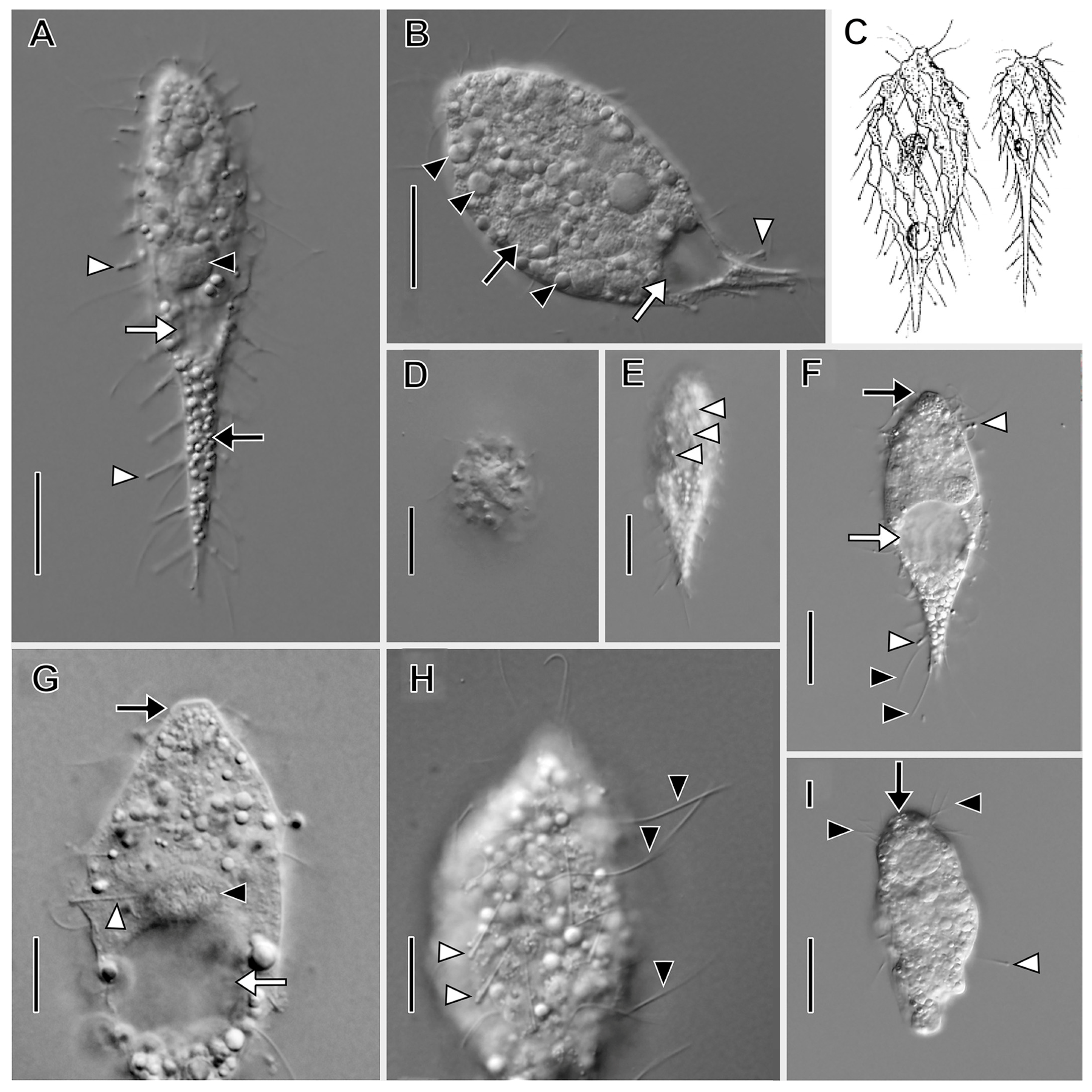 Biology Free Full-Text Rediscovery of Remarkably Rare Anaerobic Tentaculiferous Ciliate Genera Legendrea and Dactylochlamys (Ciliophora Litostomatea) pic