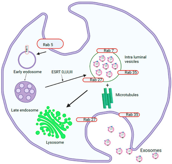 Biology | Free Full-Text | Dynamic Role of Exosome microRNAs in 