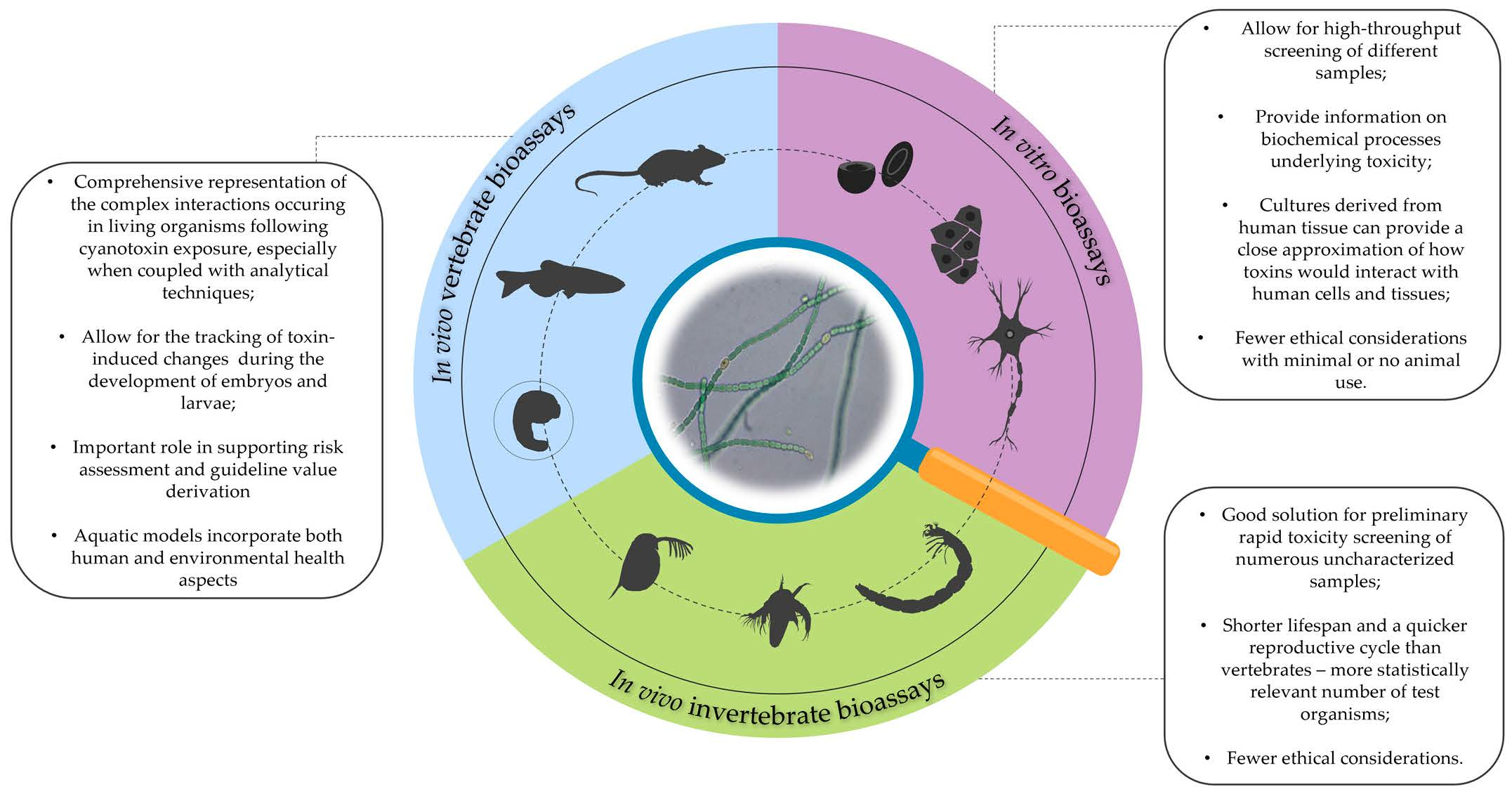 Biology, Free Full-Text