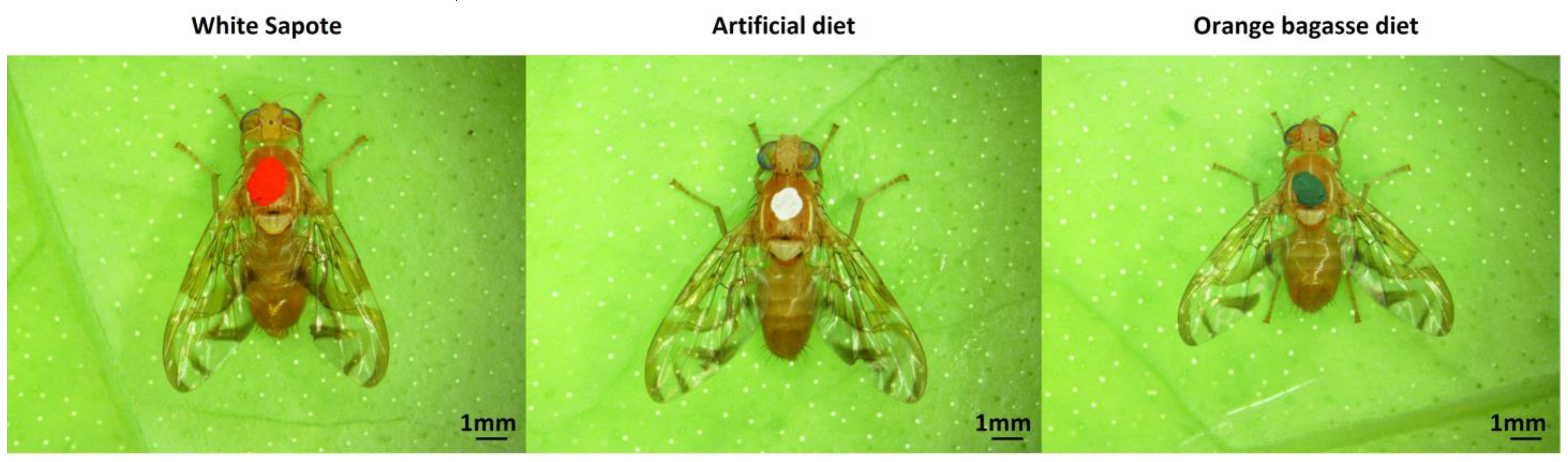 Preference for oranges protects fruit flies from parasites