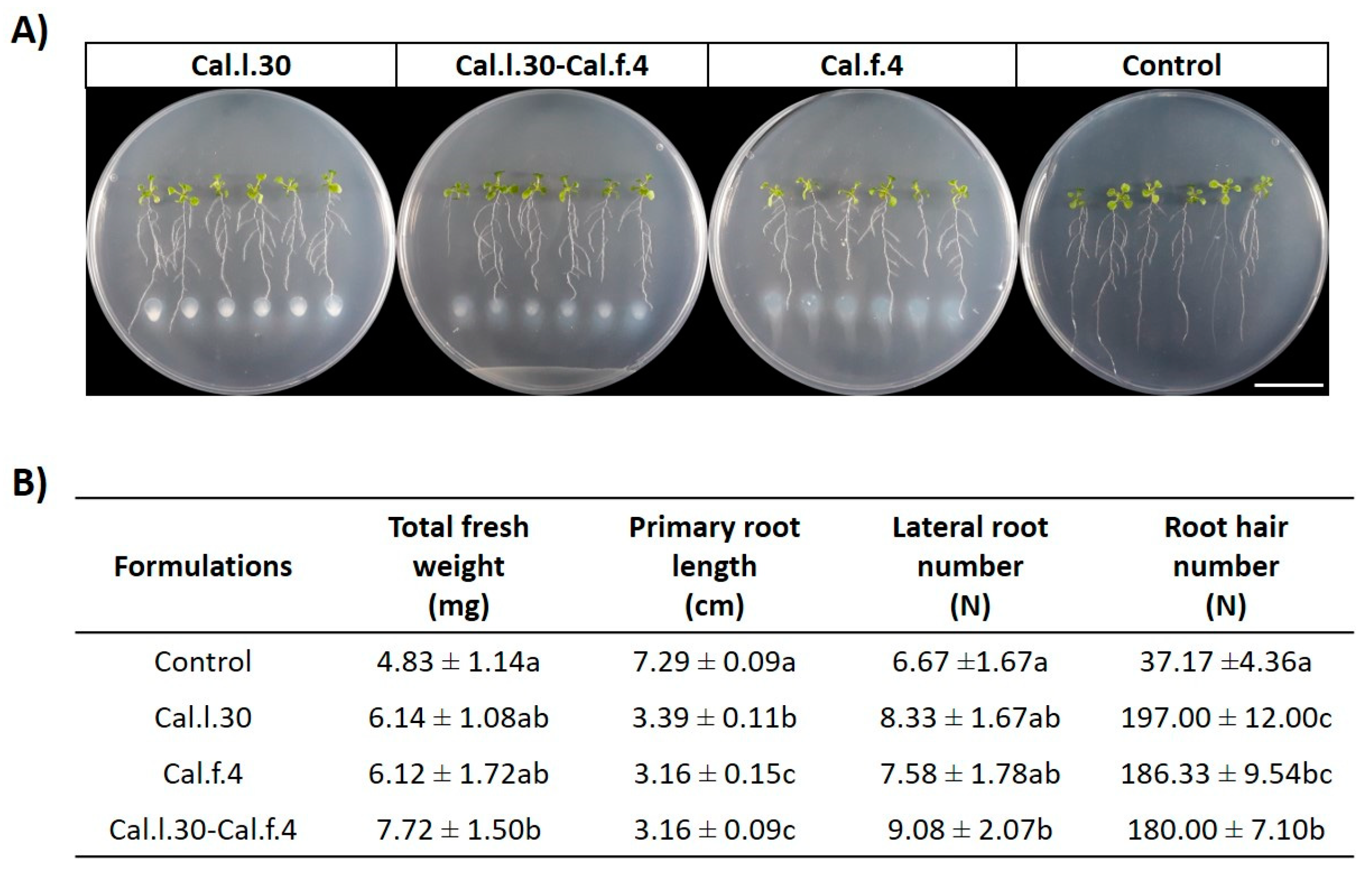 Bacillus amyloliquefaciens MBI600 differentially induces tomato