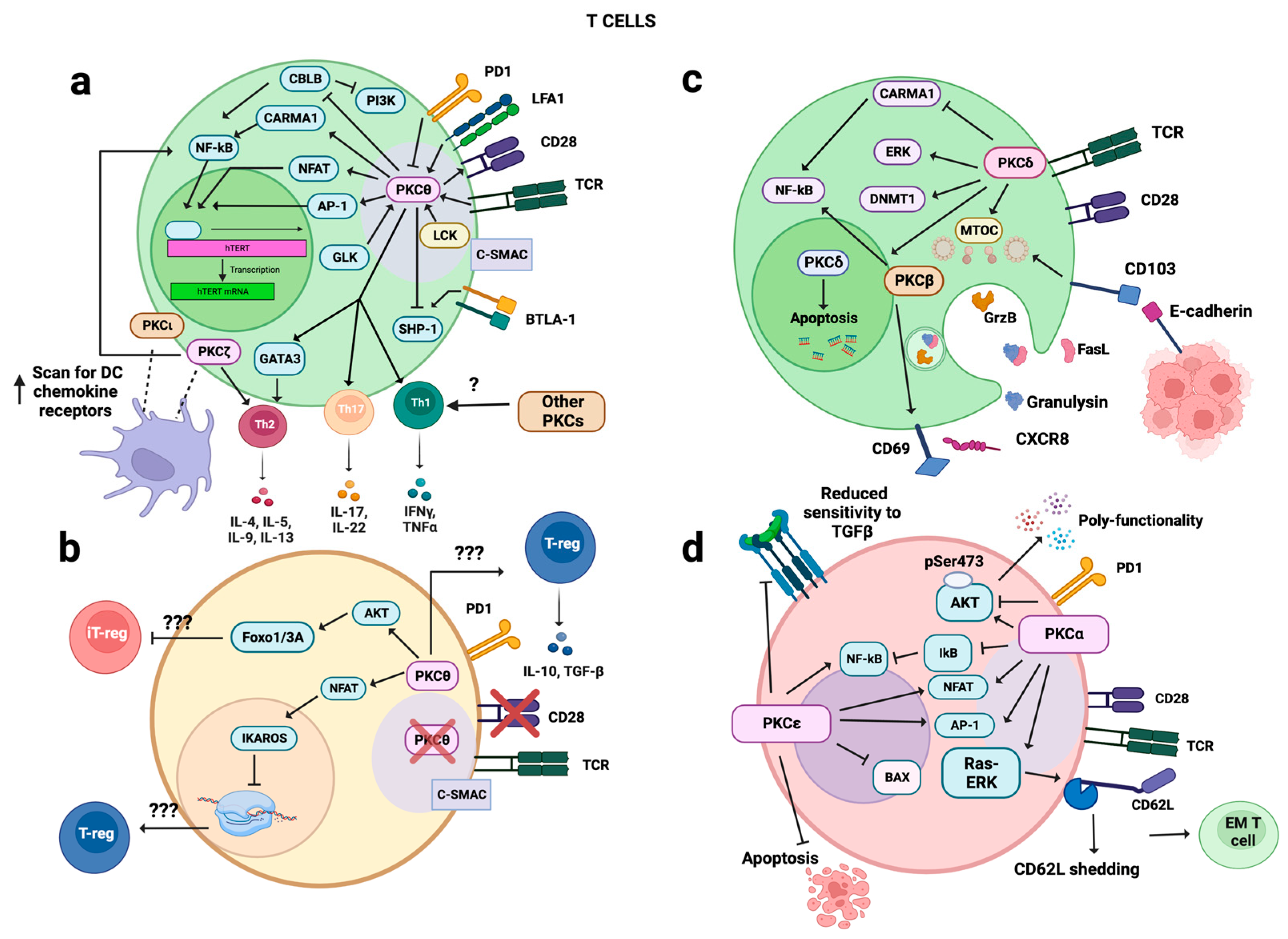 Biology | Free Full-Text | Protein Kinase C at the Crossroad of