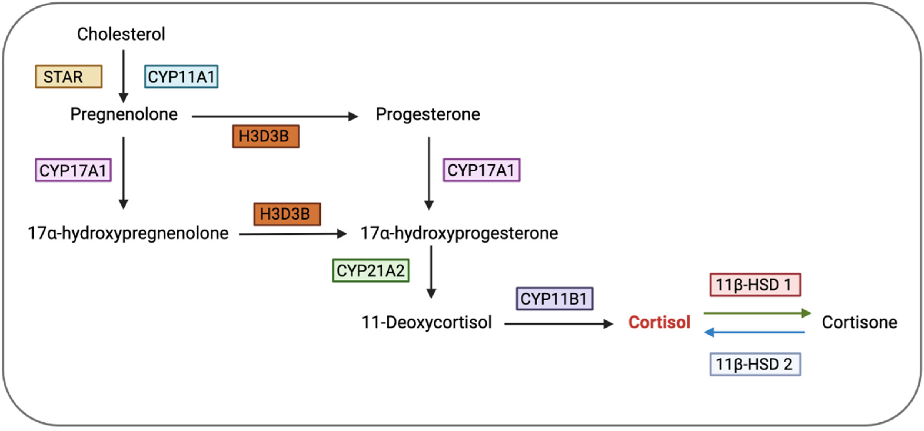 corticosteroid conversion chart