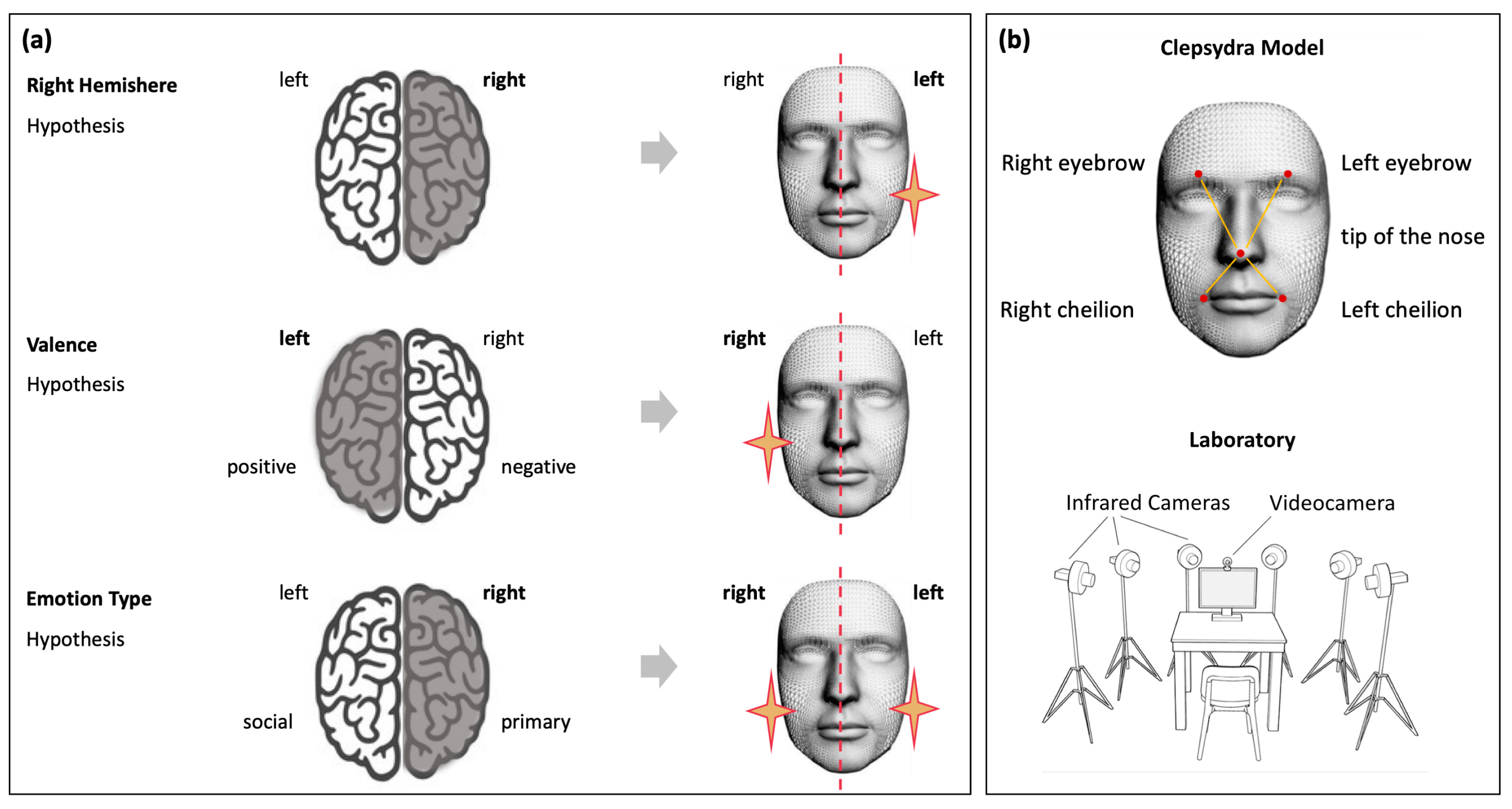 Biology Free Full Text The Spatiotemporal Dynamics of Facial