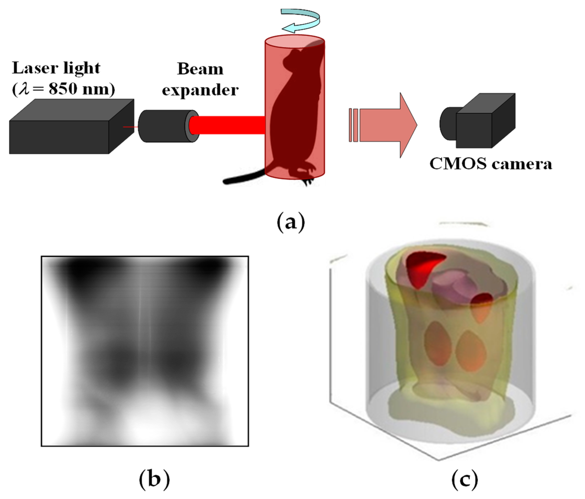 Shadow imaging for panoptical visualization of brain tissue in