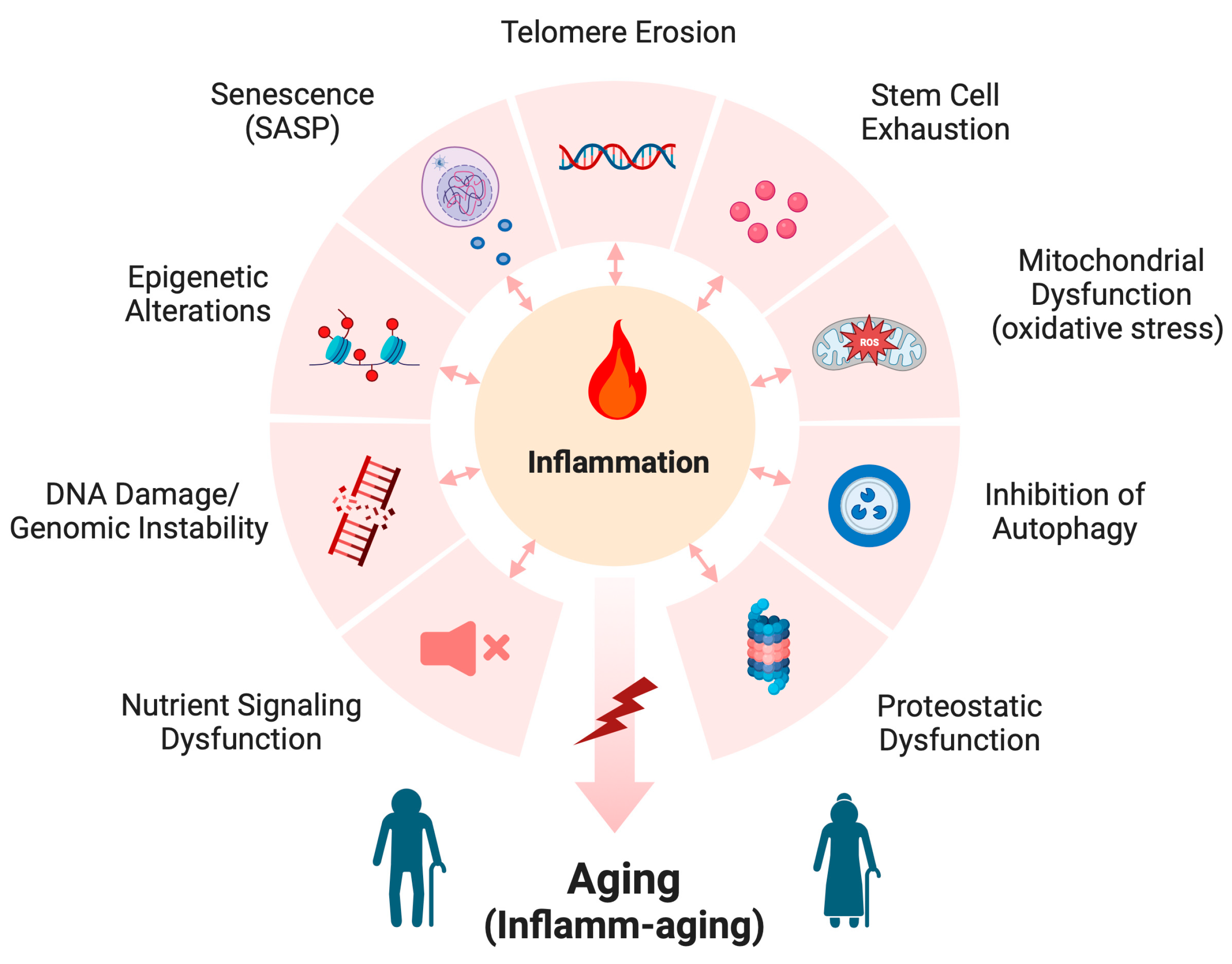 The Skin And Inflamm Aging The Skin And Inflamm Aging