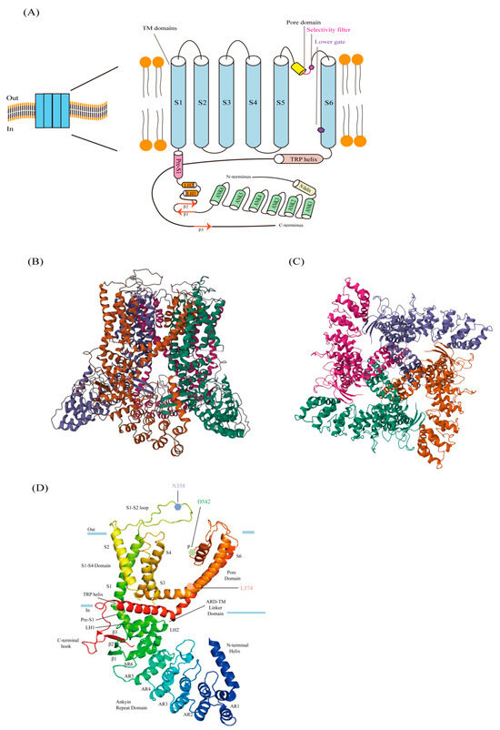 The TRPV6 Calcium Channel and Its Relationship with Cancer