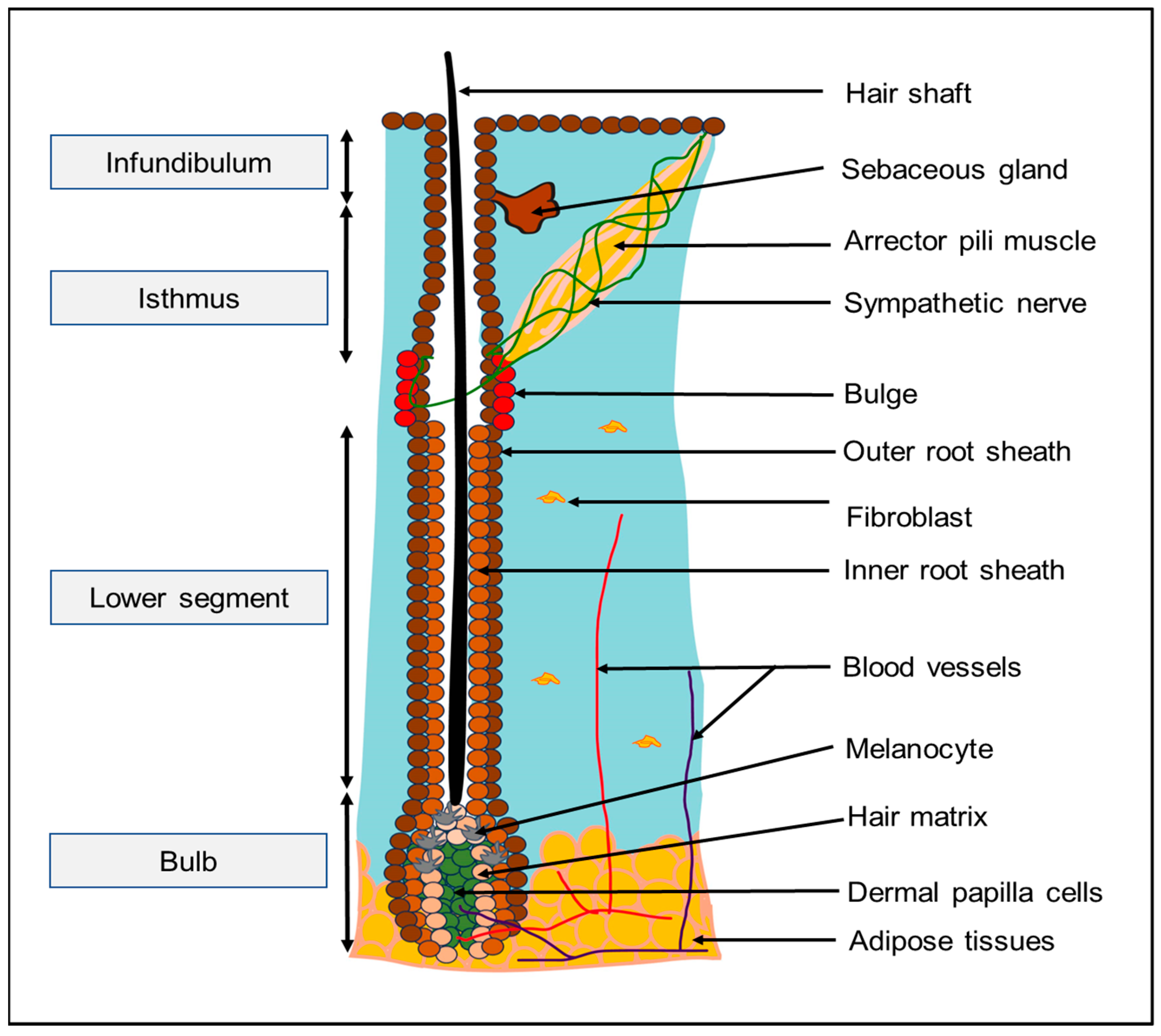 Diagram Of The Hair Follicle Structure Depicting The Origin Of The Diagram Of The Hair Follicle Structure Depicting The Origin Of The