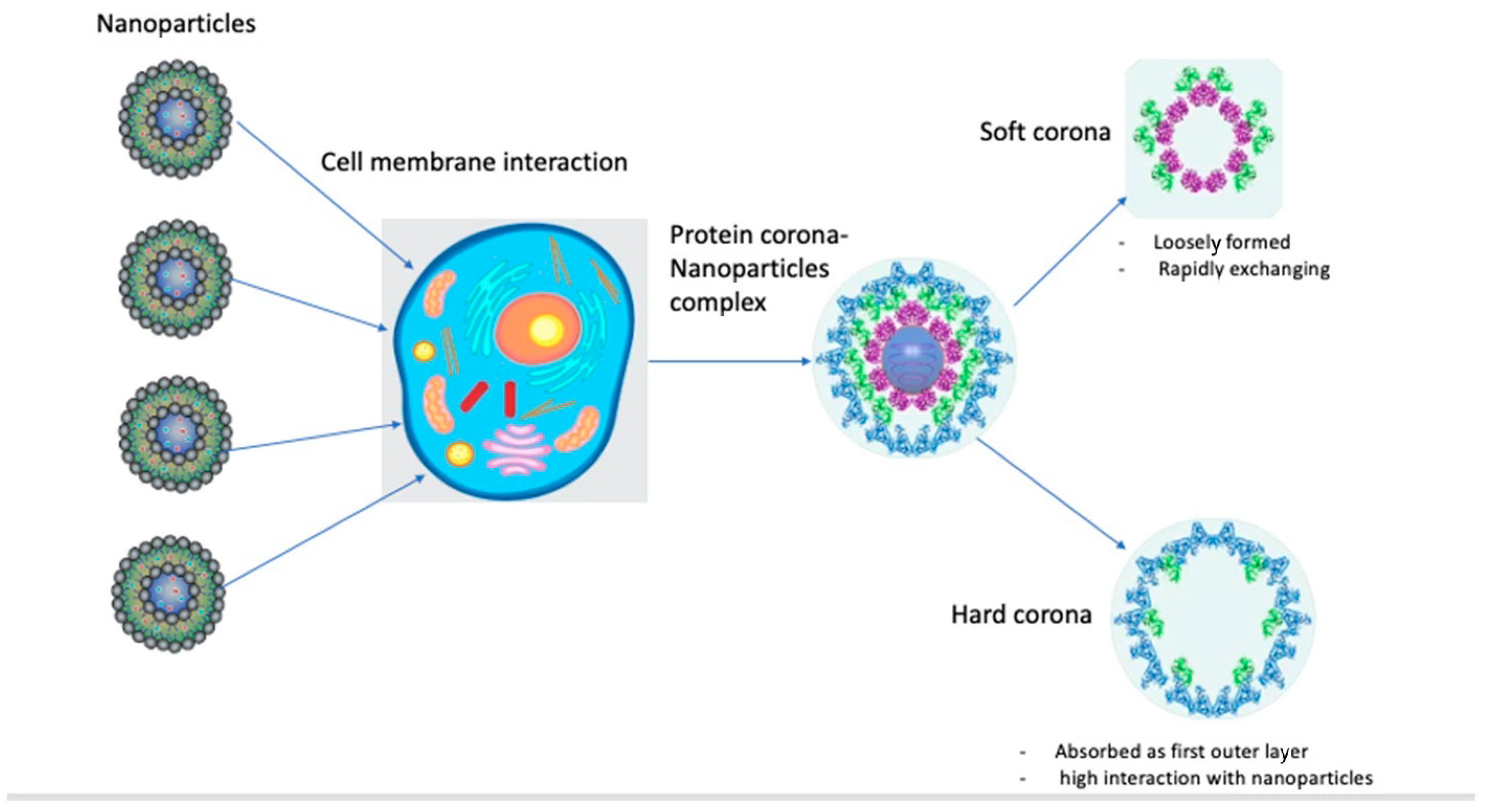 The Protein Corona on Nanoparticles for Tumor Targeting in Prostate ...