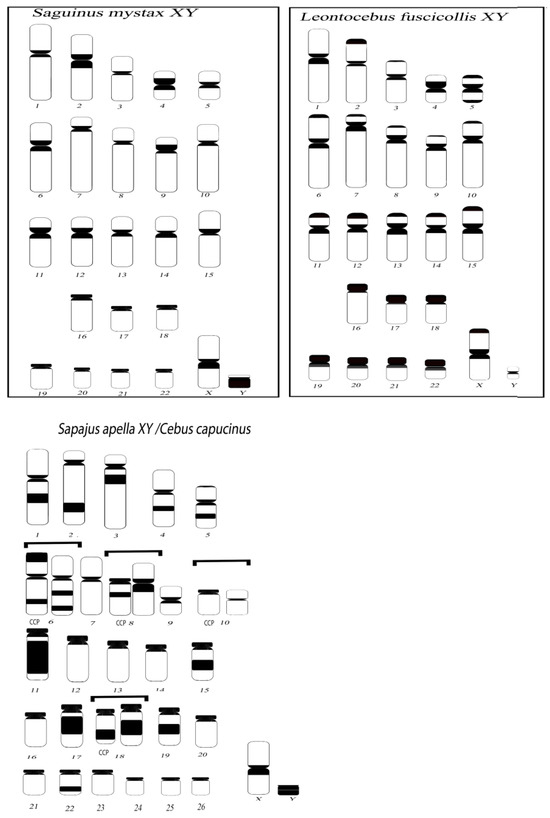 Comparative Genomic Hybridization (CGH) in New World Monkeys (Primates ...