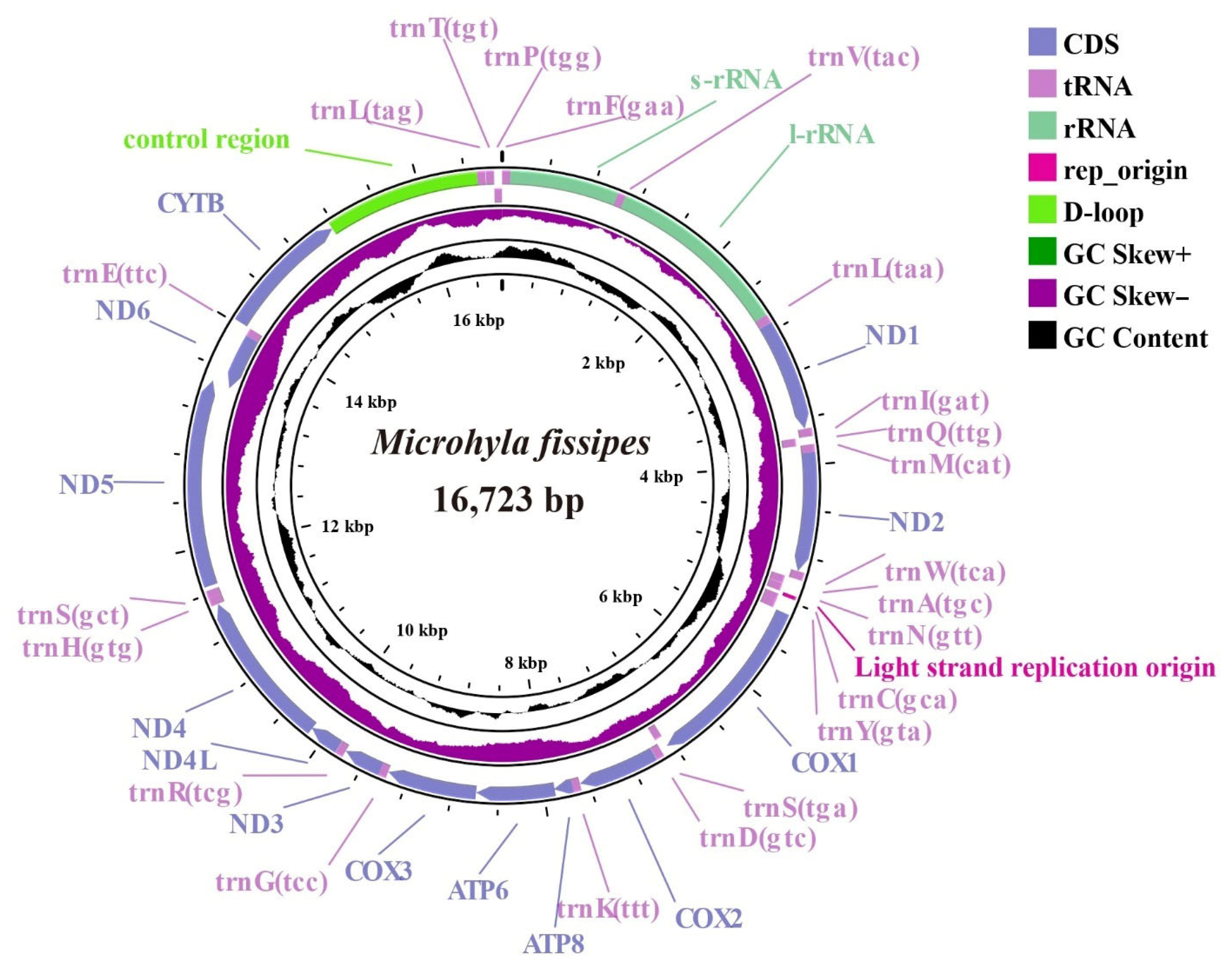 Mitogenomic Characterization Of Microhyla Fissipes And Its Implications Mitogenomic Characterization Of Microhyla Fissipes And Its Implications