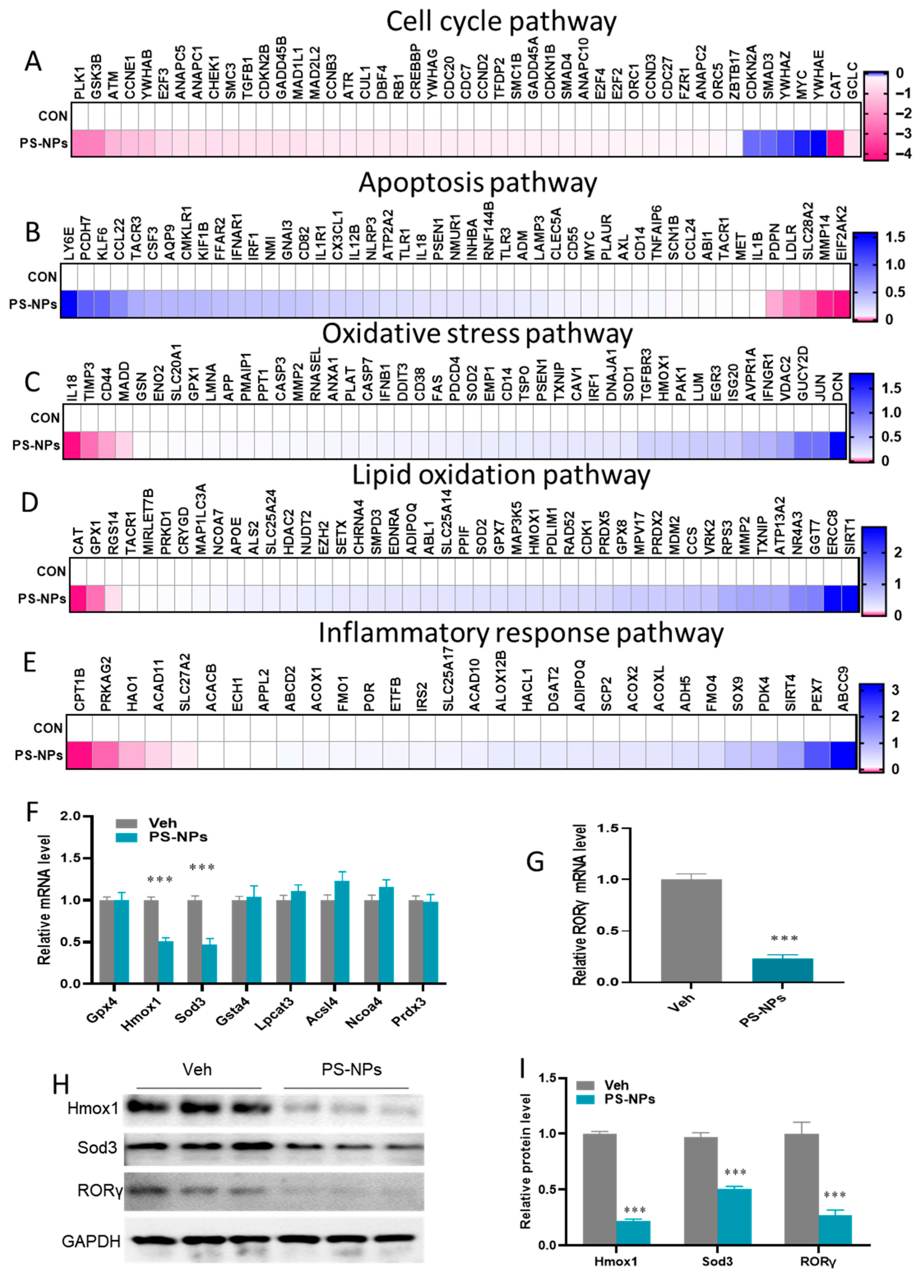 Polystyrene Nanoplastic Exposure Causes Reprogramming of Anti-Oxidative ...