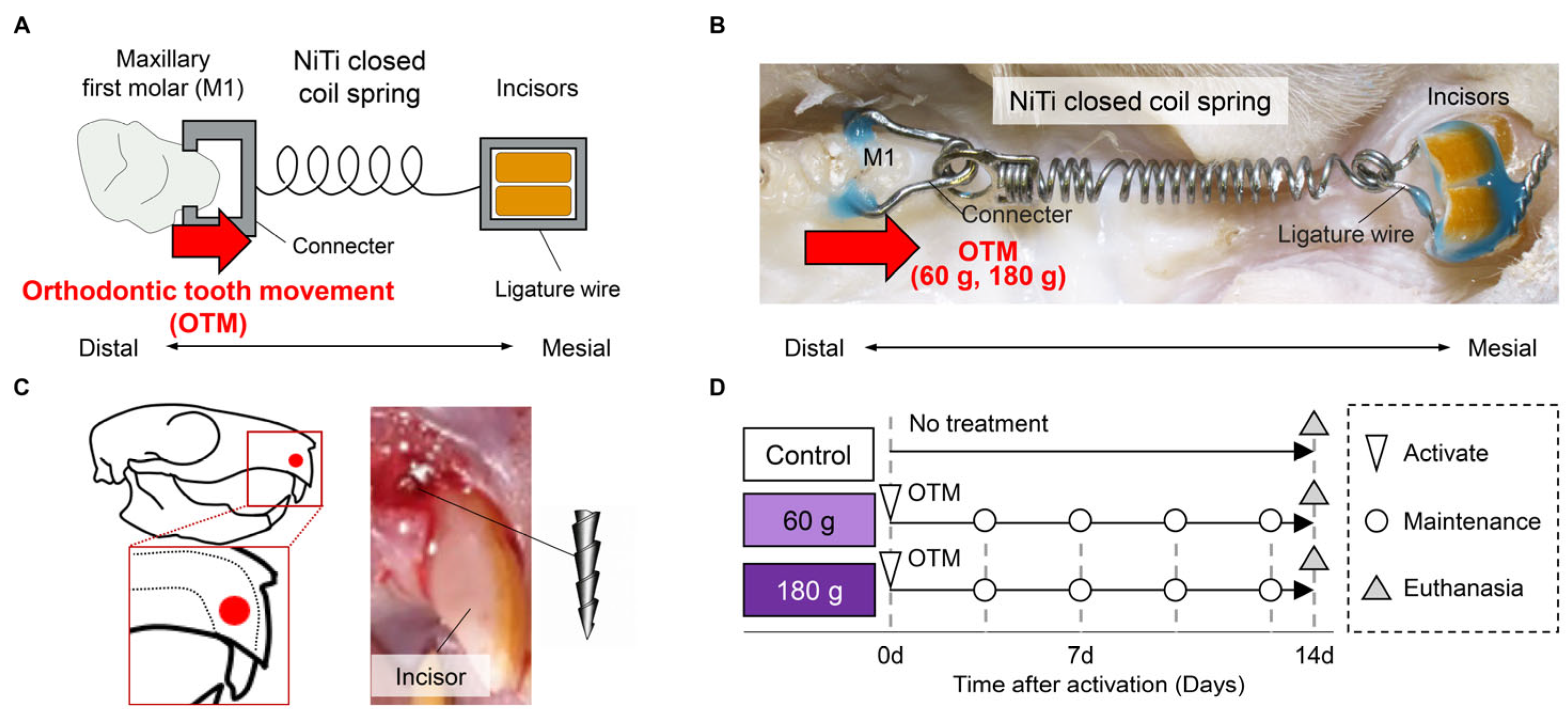 Force-Dependent Presence of Senescent Cells Expressing Vascular ...