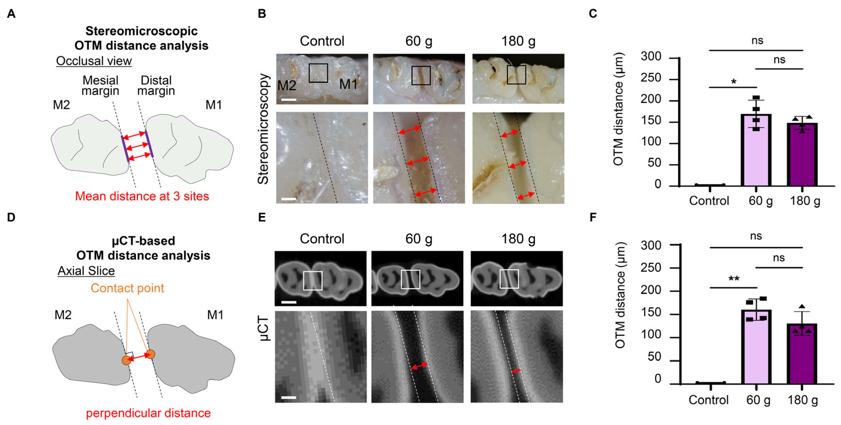 Force-Dependent Presence of Senescent Cells Expressing Vascular ...