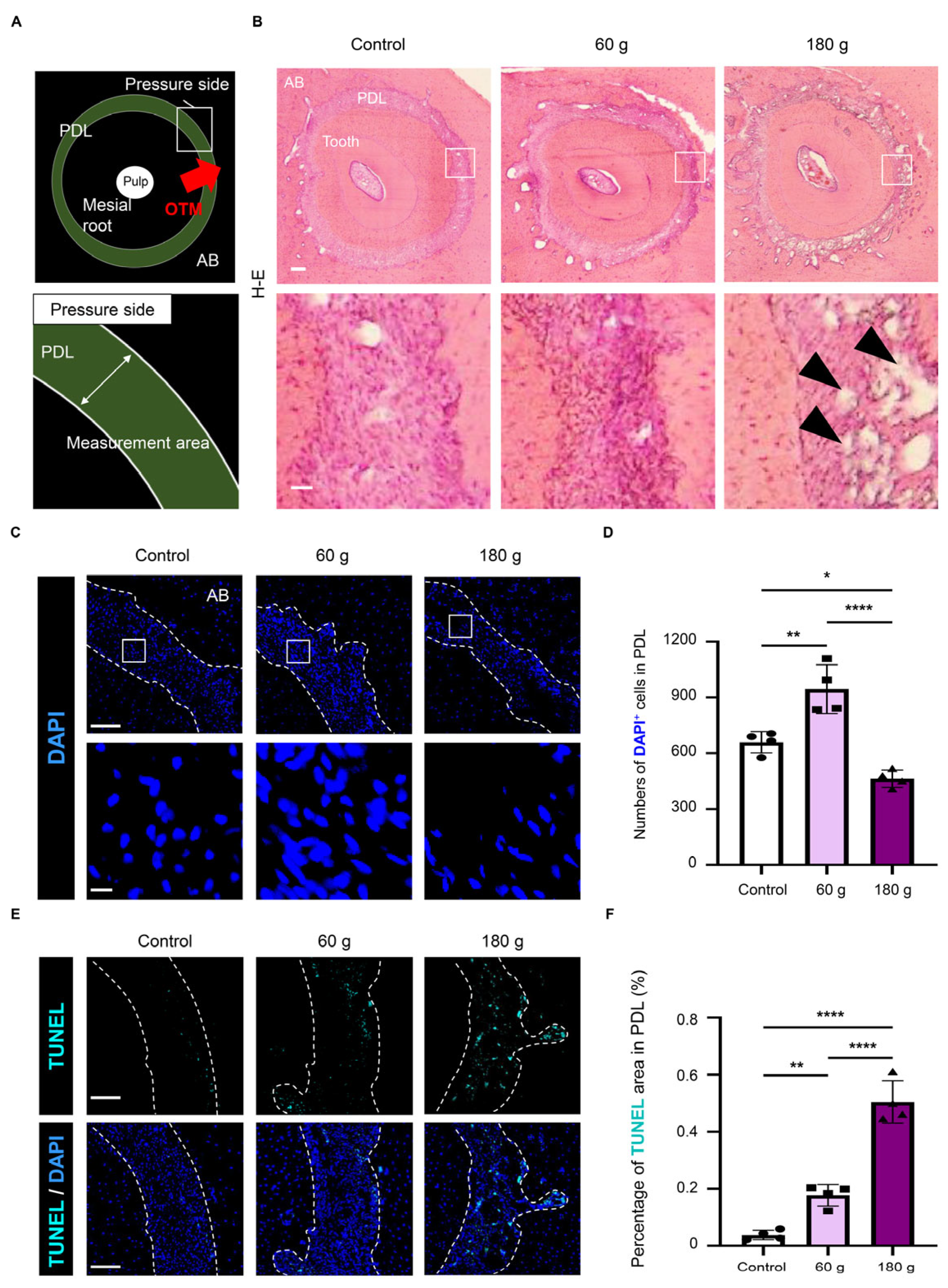 Force-Dependent Presence of Senescent Cells Expressing Vascular ...