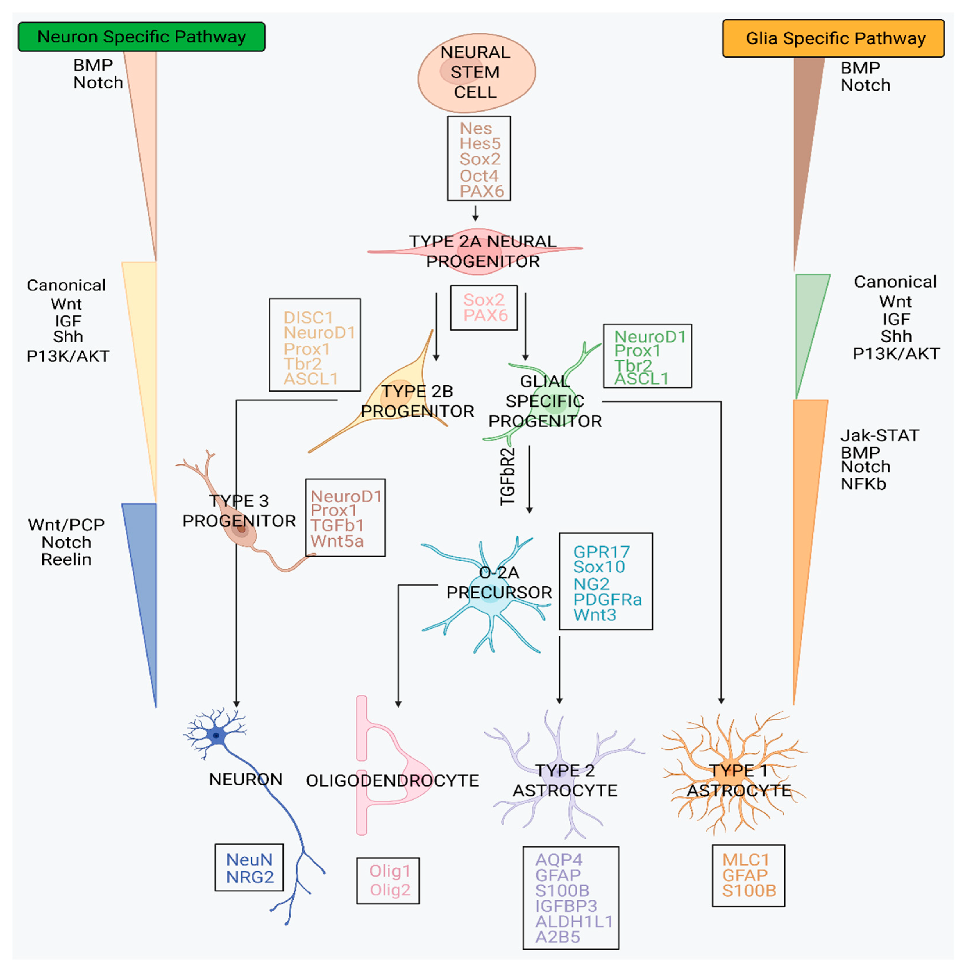 DNA Methylation Landscape of ReNcell Common Neural Progenitor Cell ...