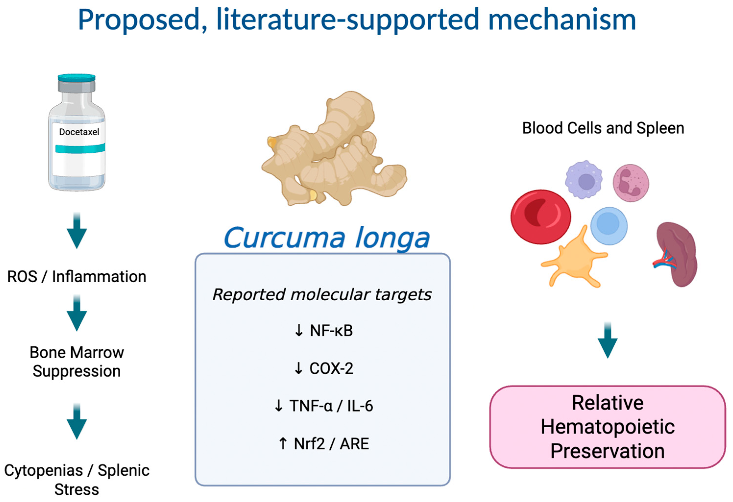 Impact of Curcuma longa on Hematopoiesis and Splenic Mass in an Animal ...