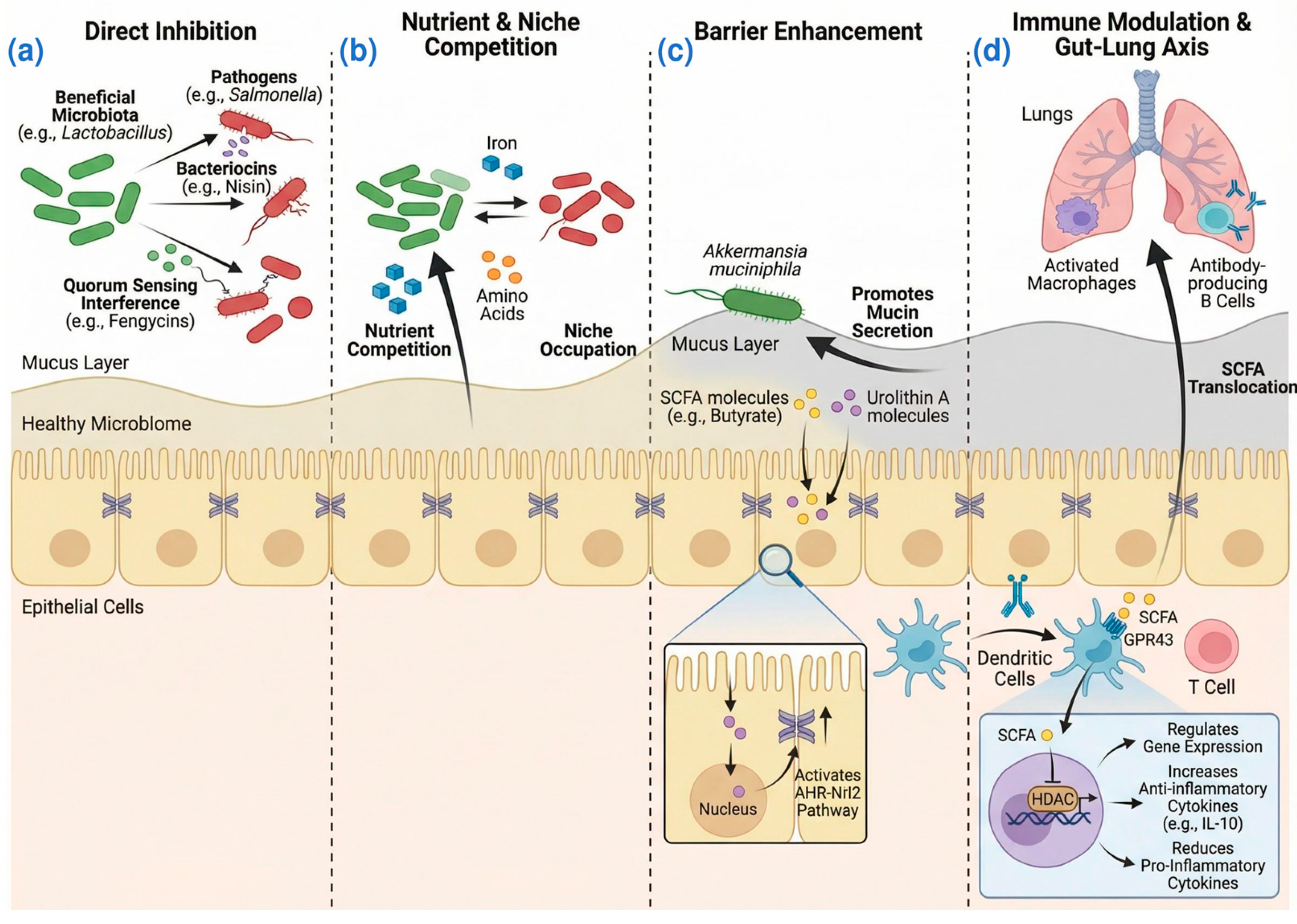 Role and Mechanisms of Gut Microbiota in Infectious Diseases: Recent ...