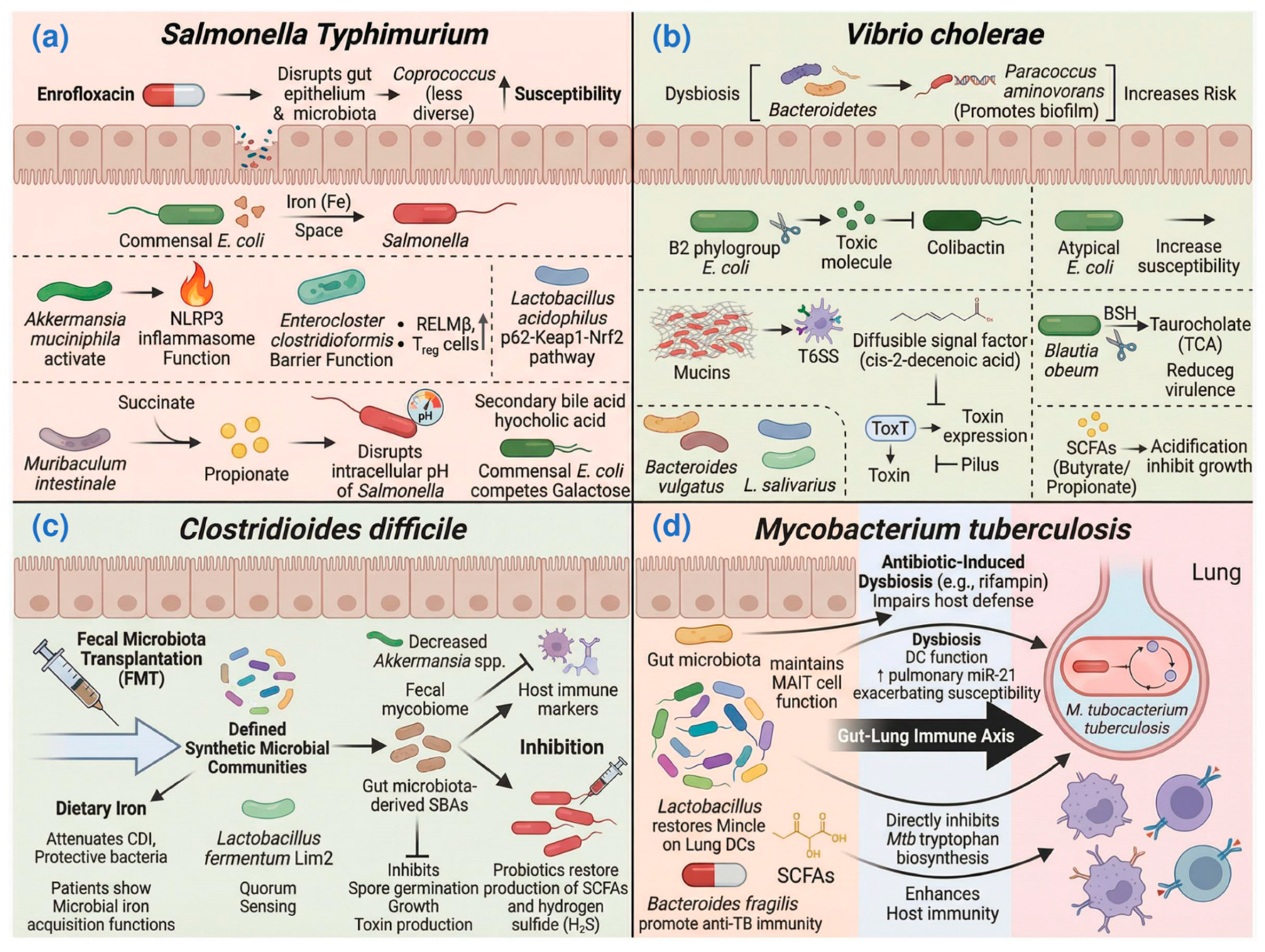 Role and Mechanisms of Gut Microbiota in Infectious Diseases: Recent ...