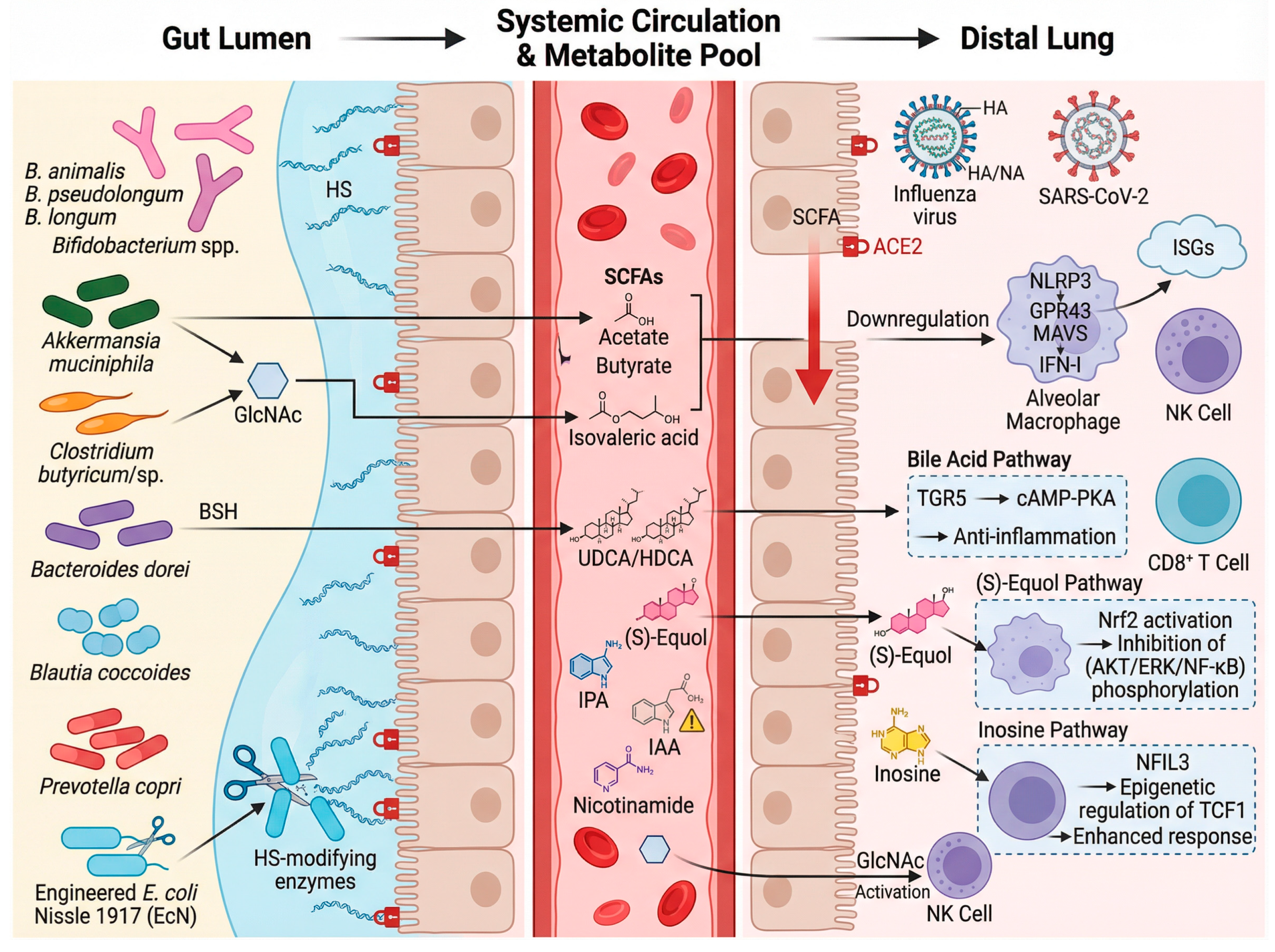 Role and Mechanisms of Gut Microbiota in Infectious Diseases: Recent ...